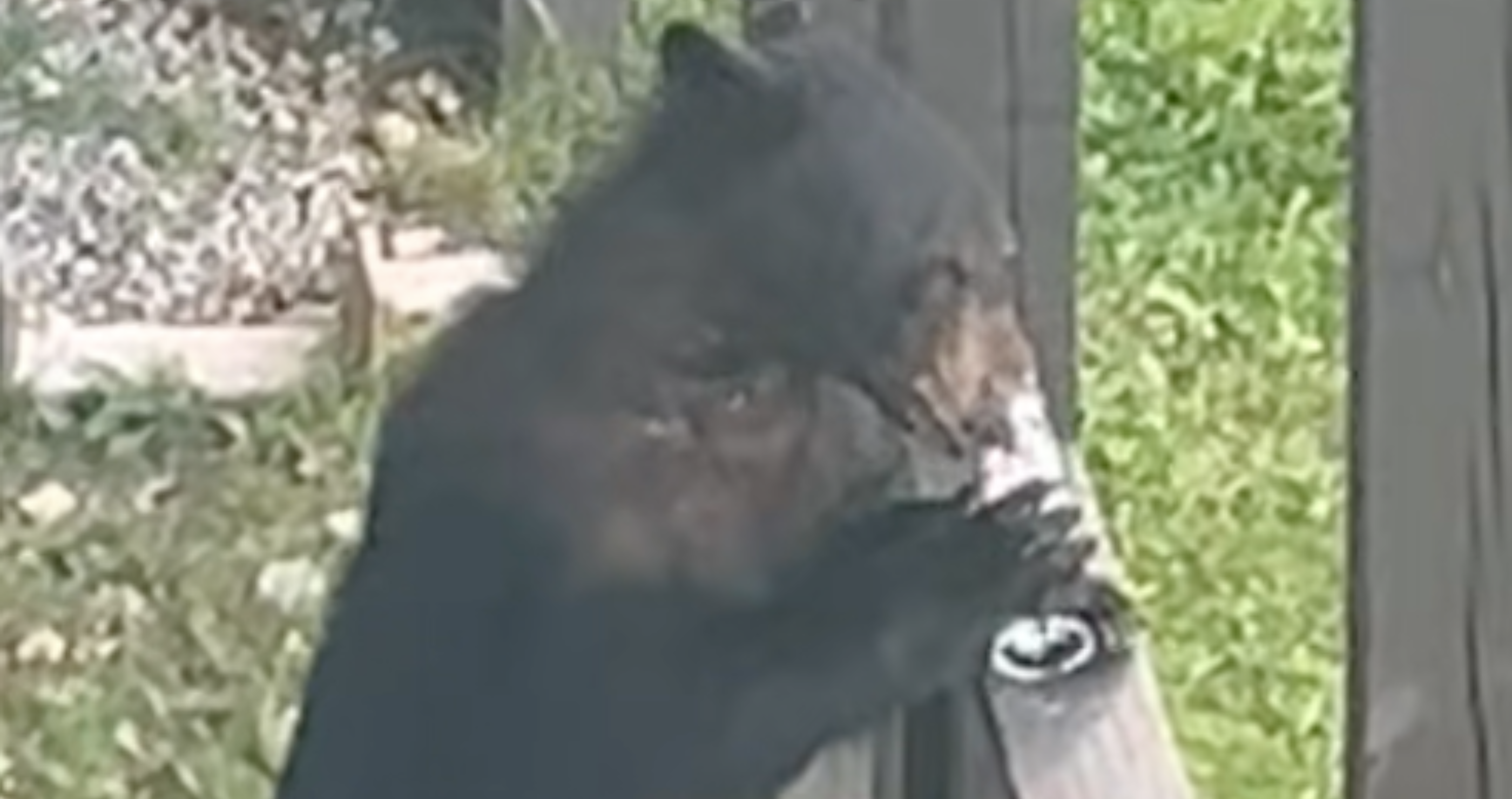 black bear drinks wine