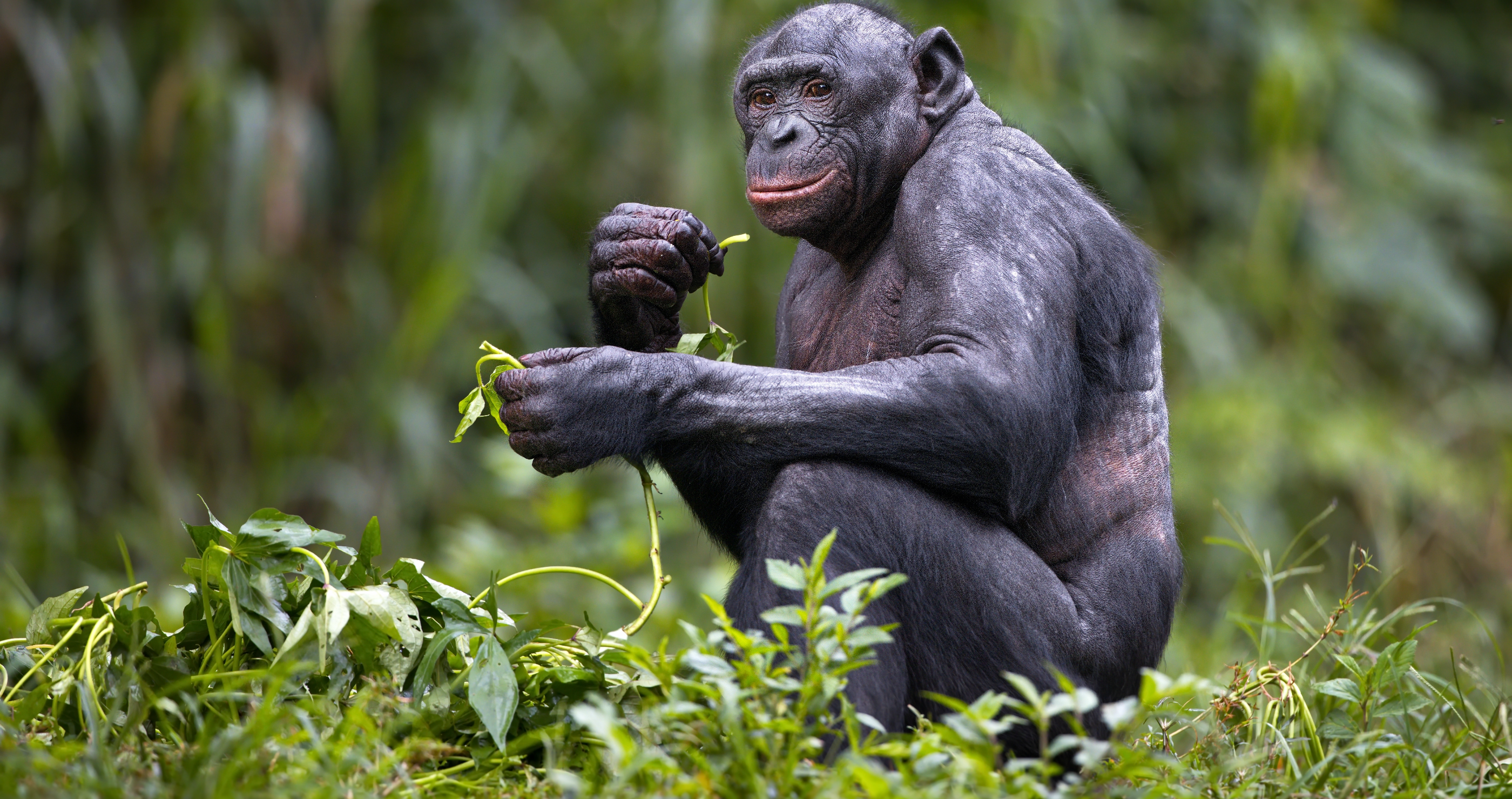 bonobo chimpanzee bites off thumb