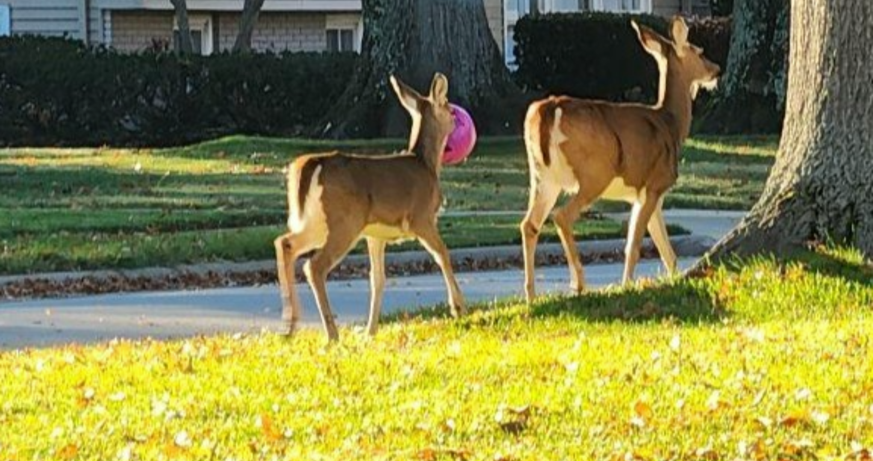 deer gets face stuck in Halloween bucket