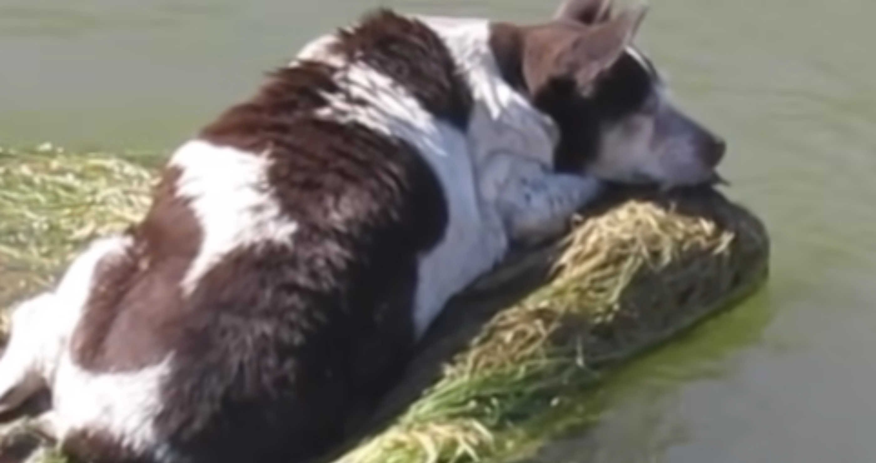 dog stranded in canal