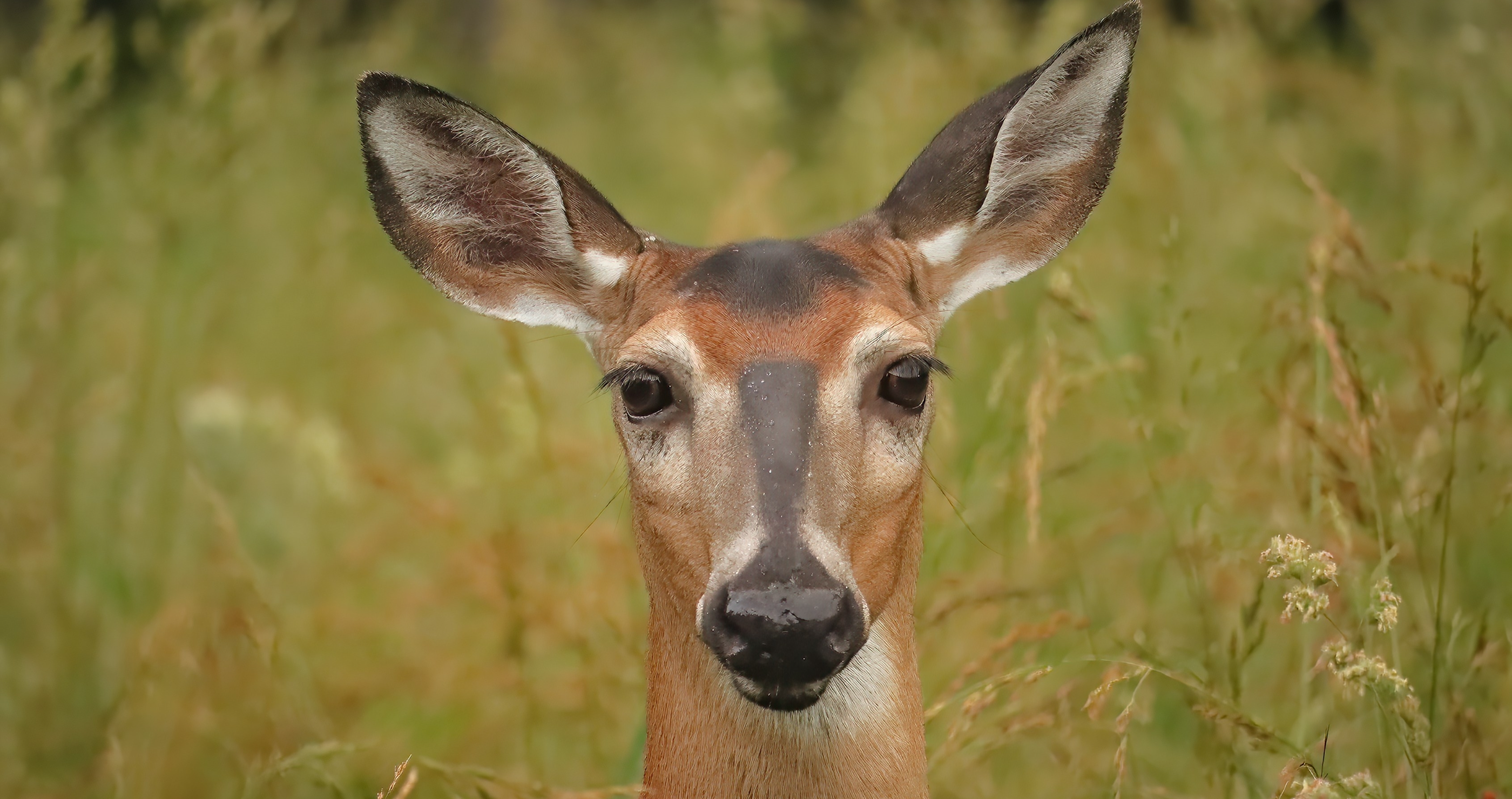 man learns why not to pet a deer.