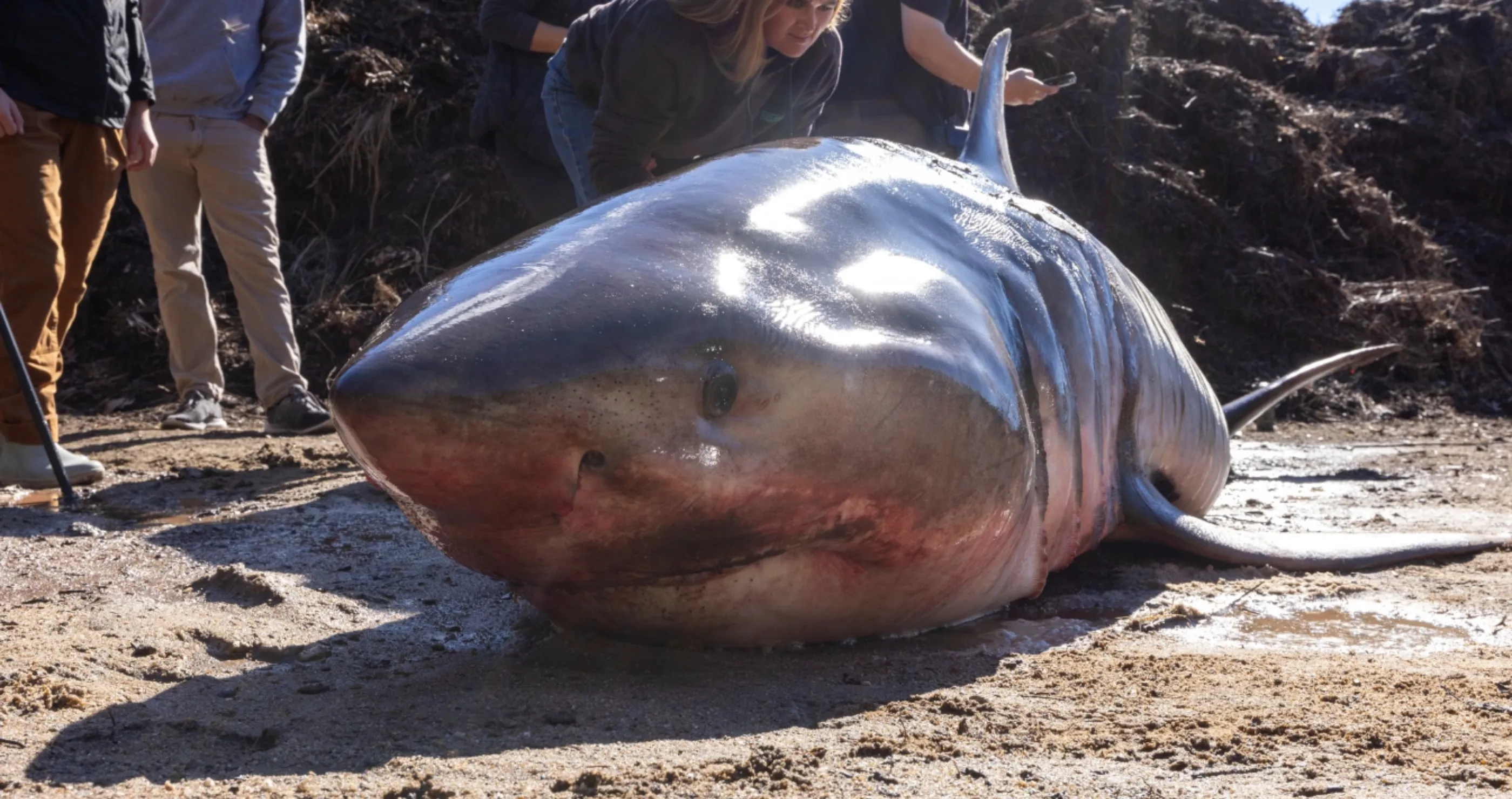 massive great white shark washes up on shore