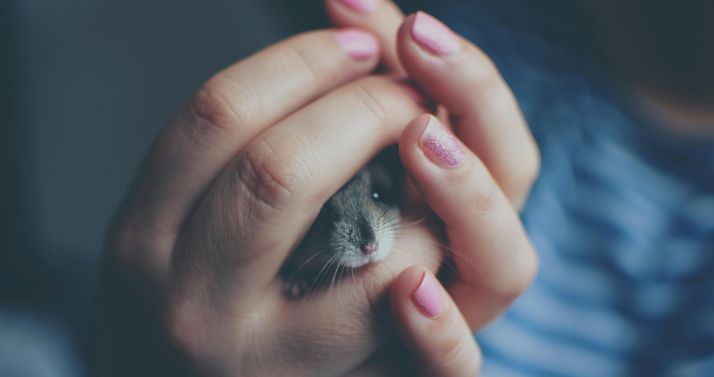 woman dies after bit by hamster