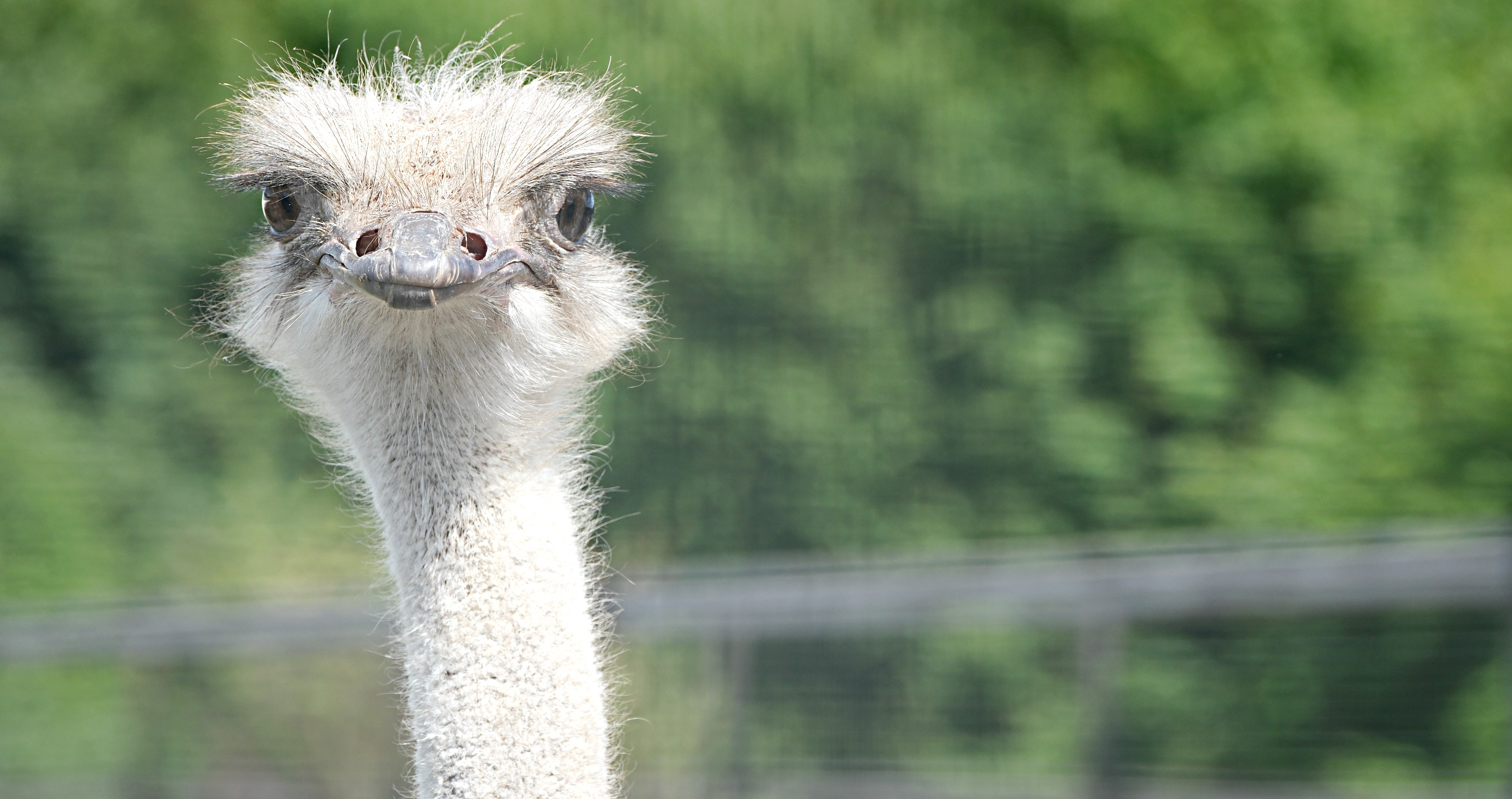 Angry Ostrich attacks kids