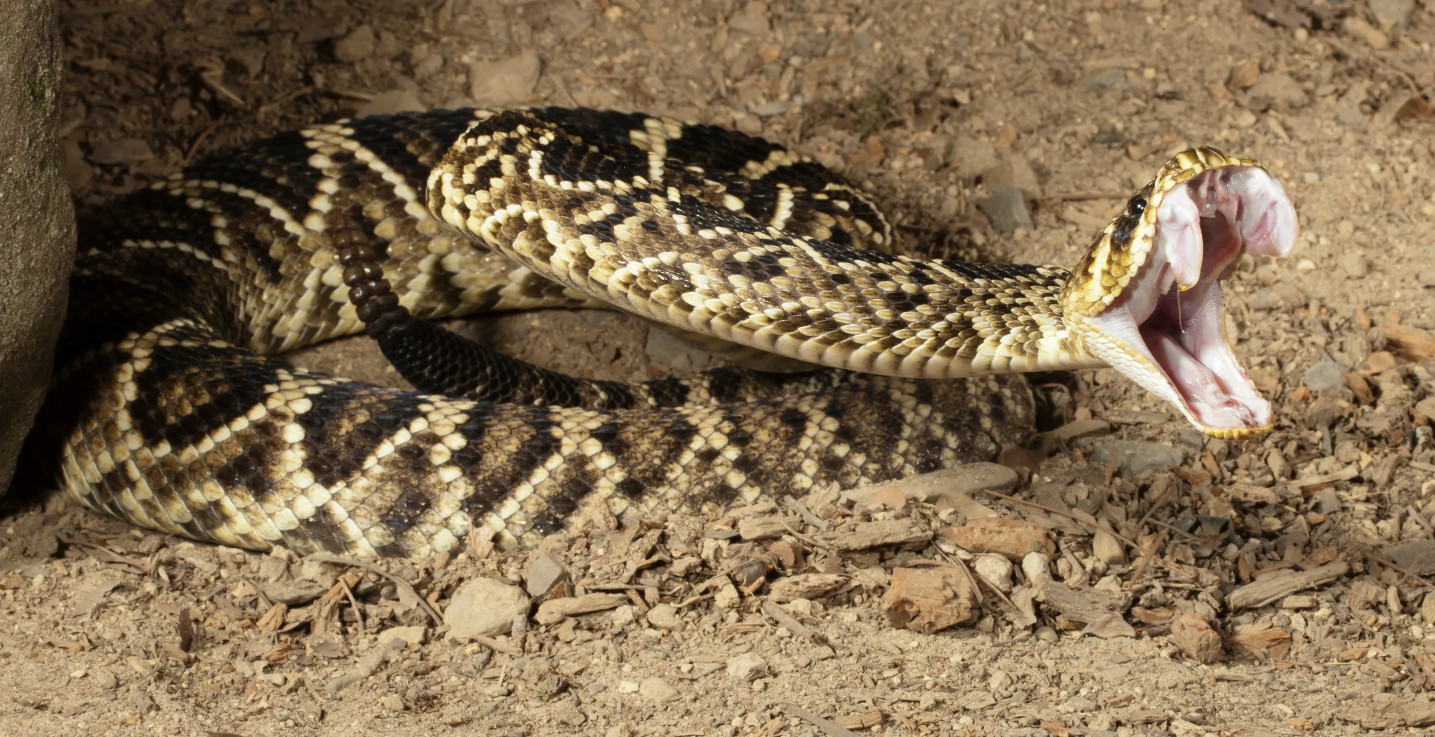 Blind Dog Protects Rescue Volunteer From Rattle Snake In Heroic Moment