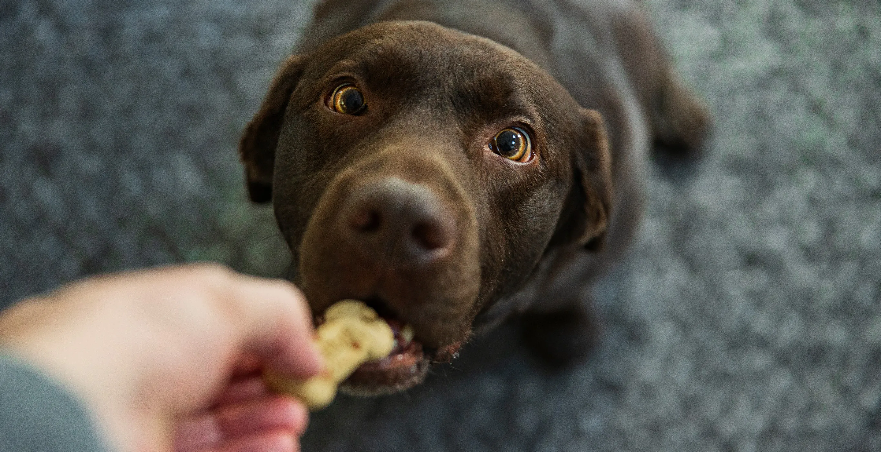 Dog Treats Recalled Nationwide As Officials Issue Urgent Warning To Dog Owners