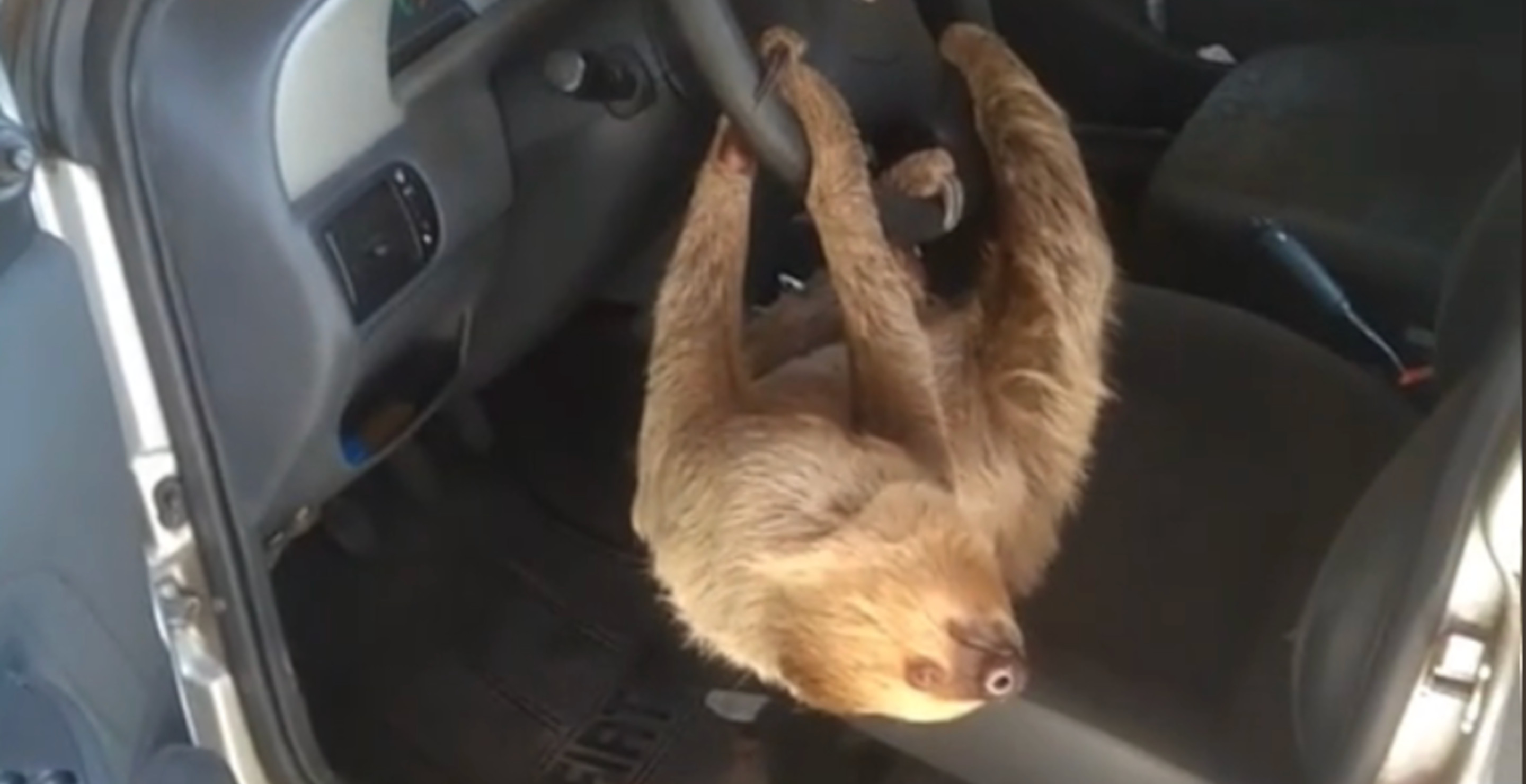 Driver Left Car Window Open Overnight And Sloth Tried To Hijack Car In Viral Video