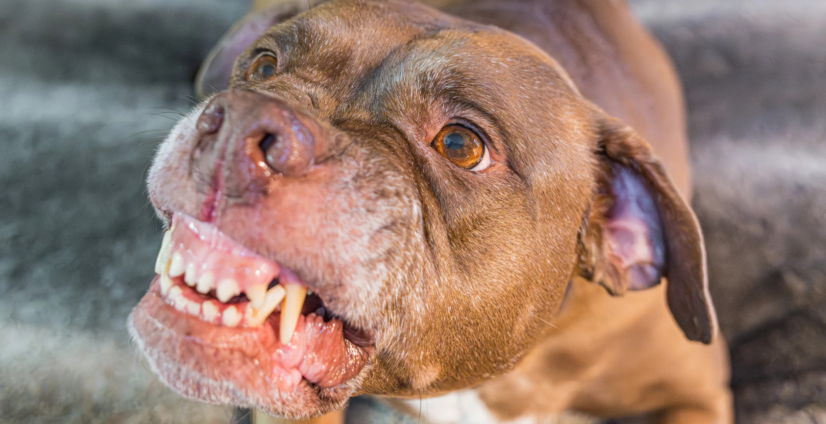 Elderly Owner Mauled To Death By Dog That Then Attacked Two Cops