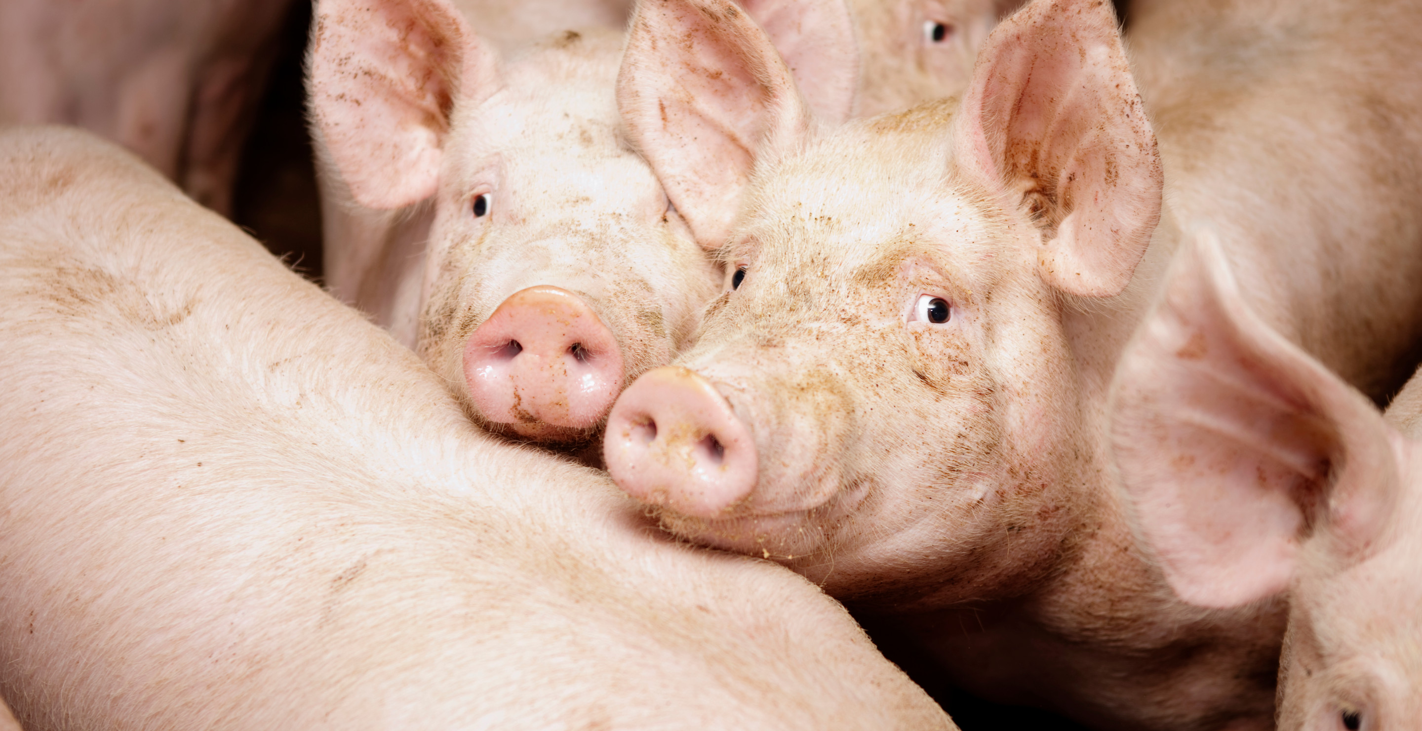 Farm Worker Allegedly Attacked 17-Year-Old And Fed Her To Herd Of Pigs While She Was Alive