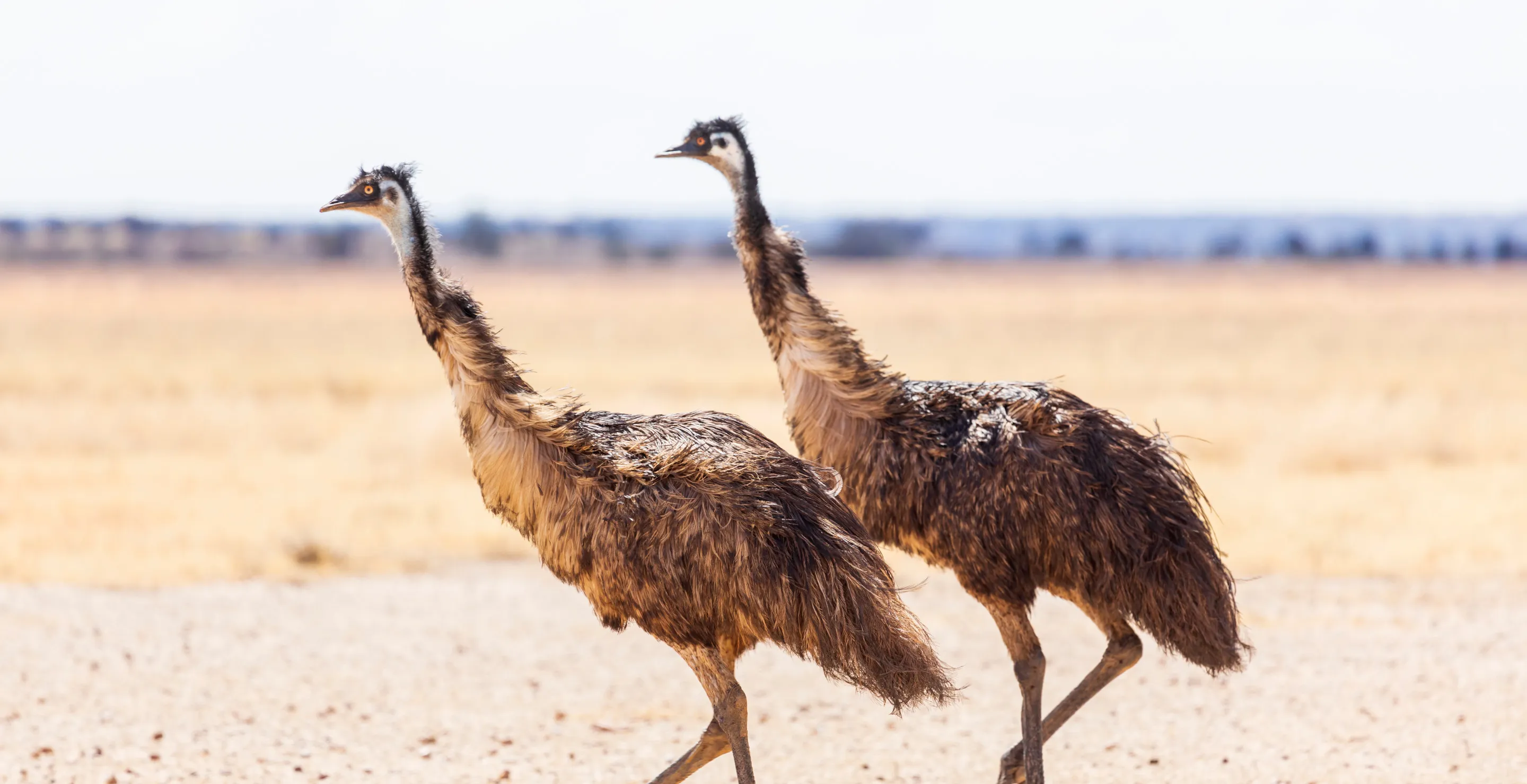 Feral Emus Named Thelma and Louise Are On The Loose In South Carolina