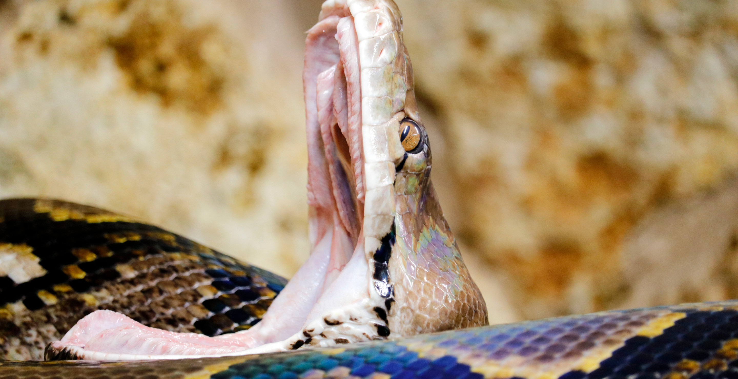 Florida Family Owns 200 Snakes And Even Allows Their Young Kids To Cuddle With Them In Bed