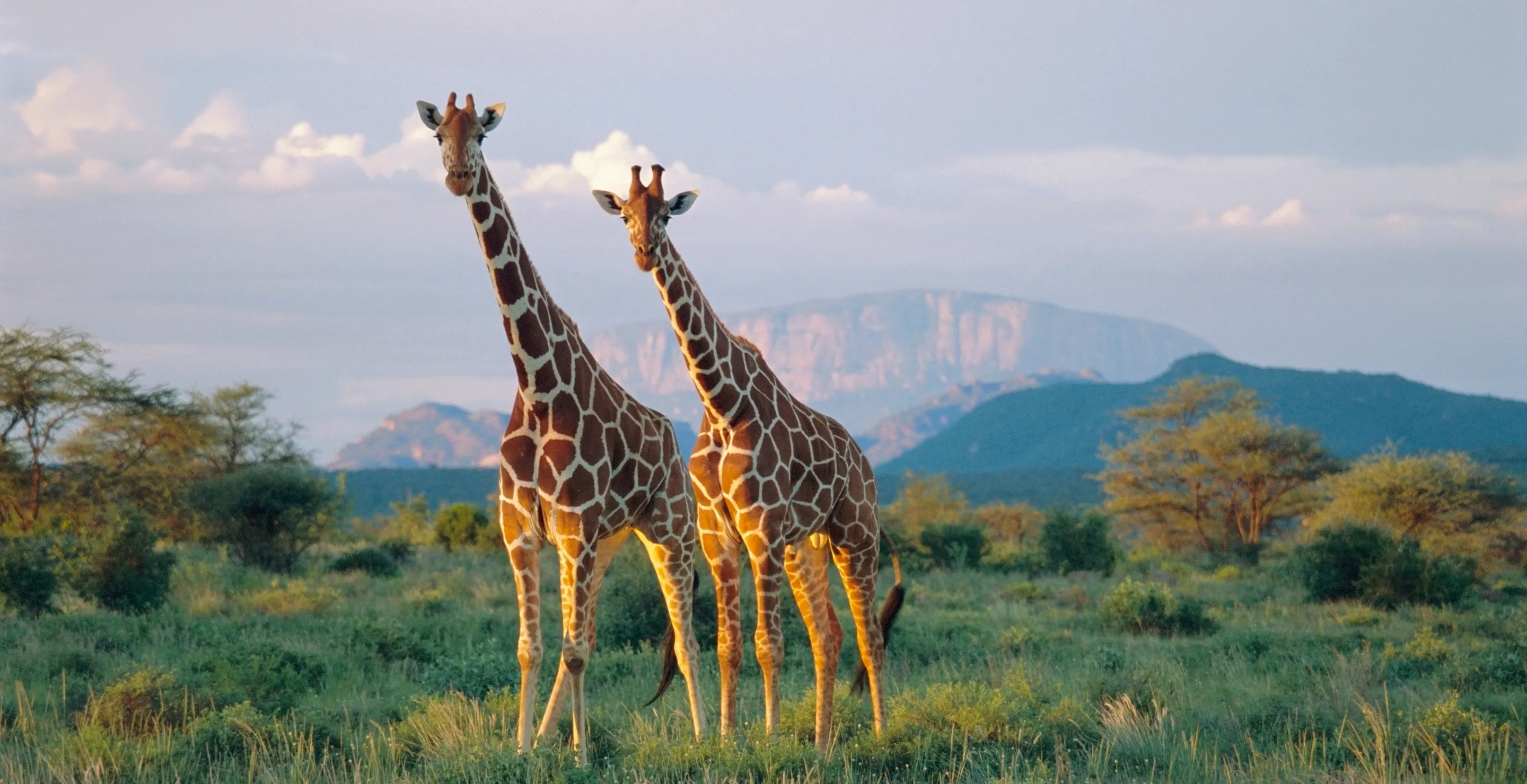 Giraffes Are About To Join The Endangered Species List