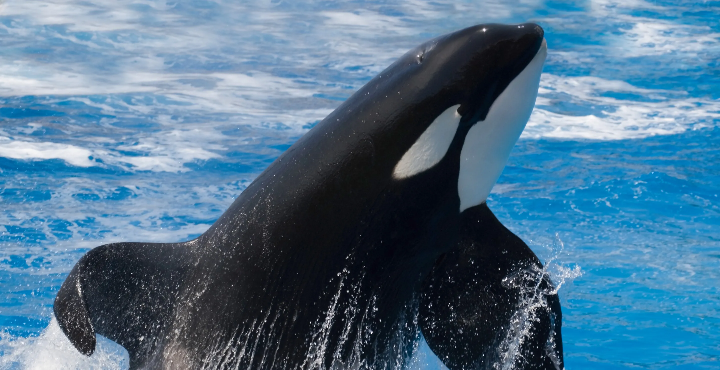 Horrific Moment That Killer Whale Started Bleeding After Serious Injury At Aquarium Show