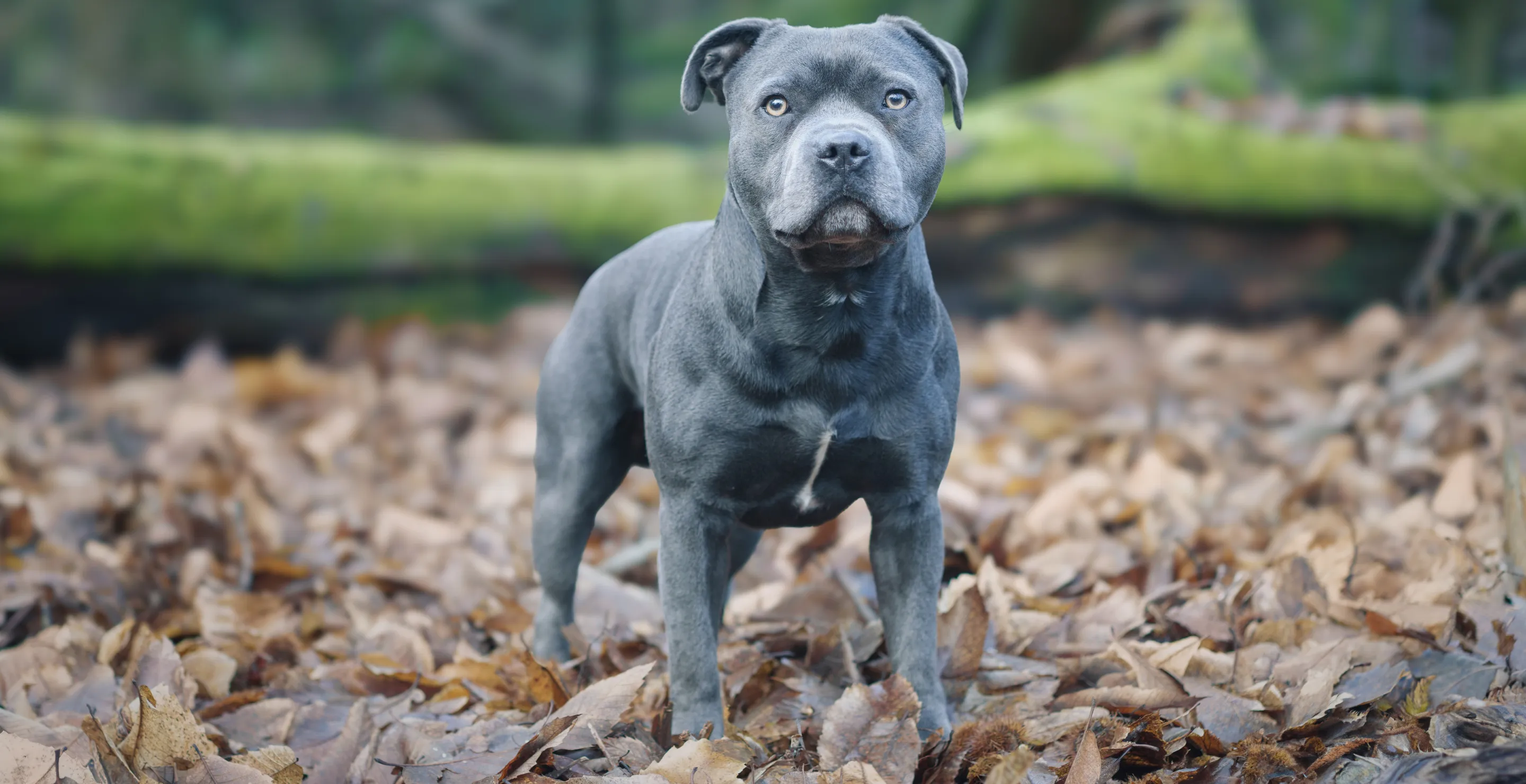 Horrifying Moment A Pet Owner Discovered His Friend Tossed Beloved Pit Bull From 14th Floor Balcony To Its Death