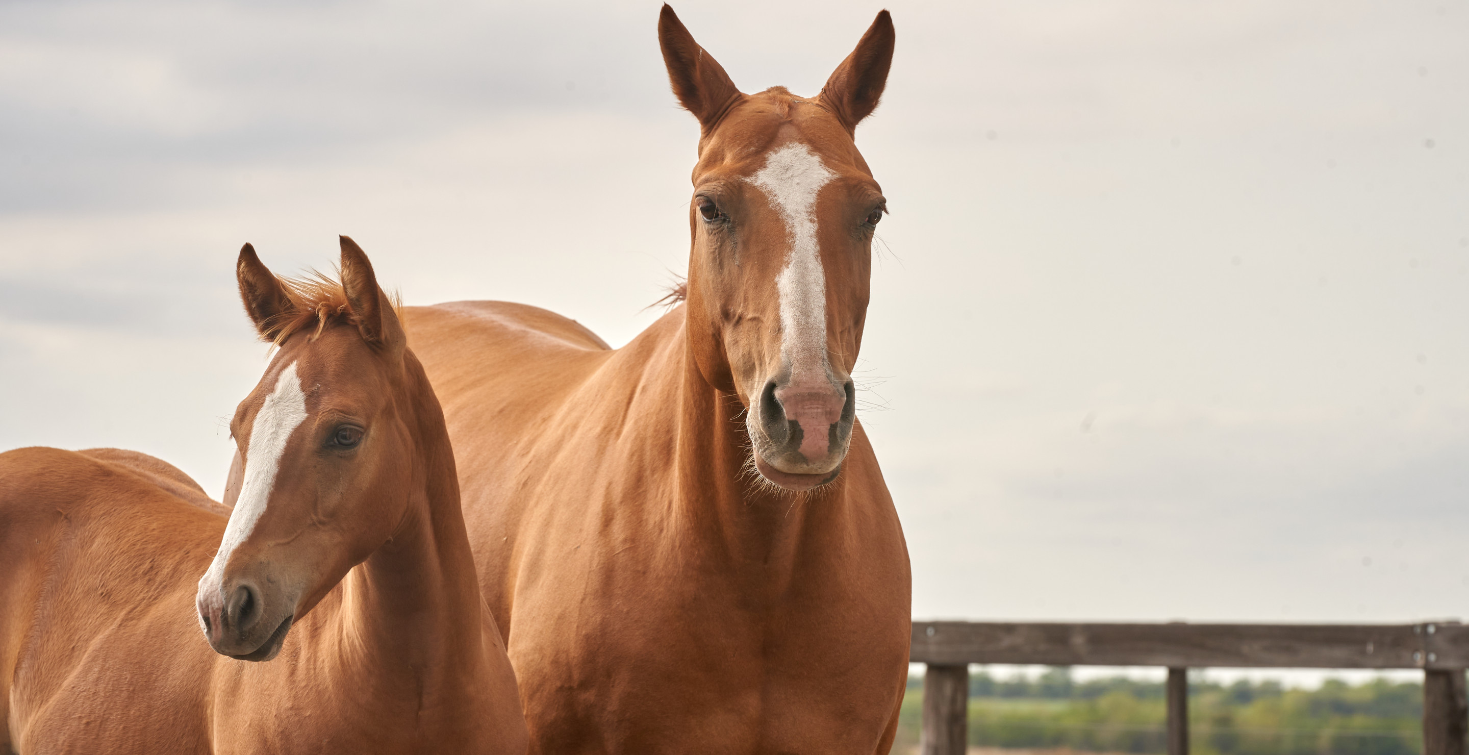 Horsing Around: Wild Viral Video Shows Horse Chilling In Backseat Of Pickup Truck