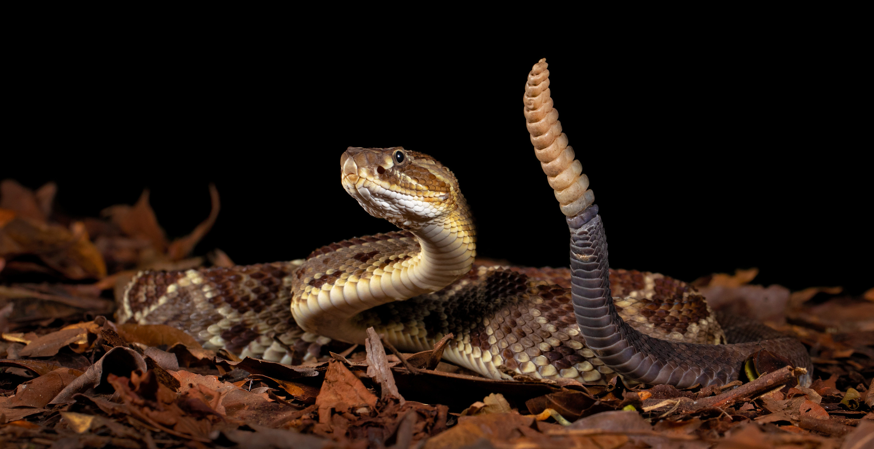 How A Man's Attempt To Get A Selfie With A Rattlesnake Went So Horribly Wrong