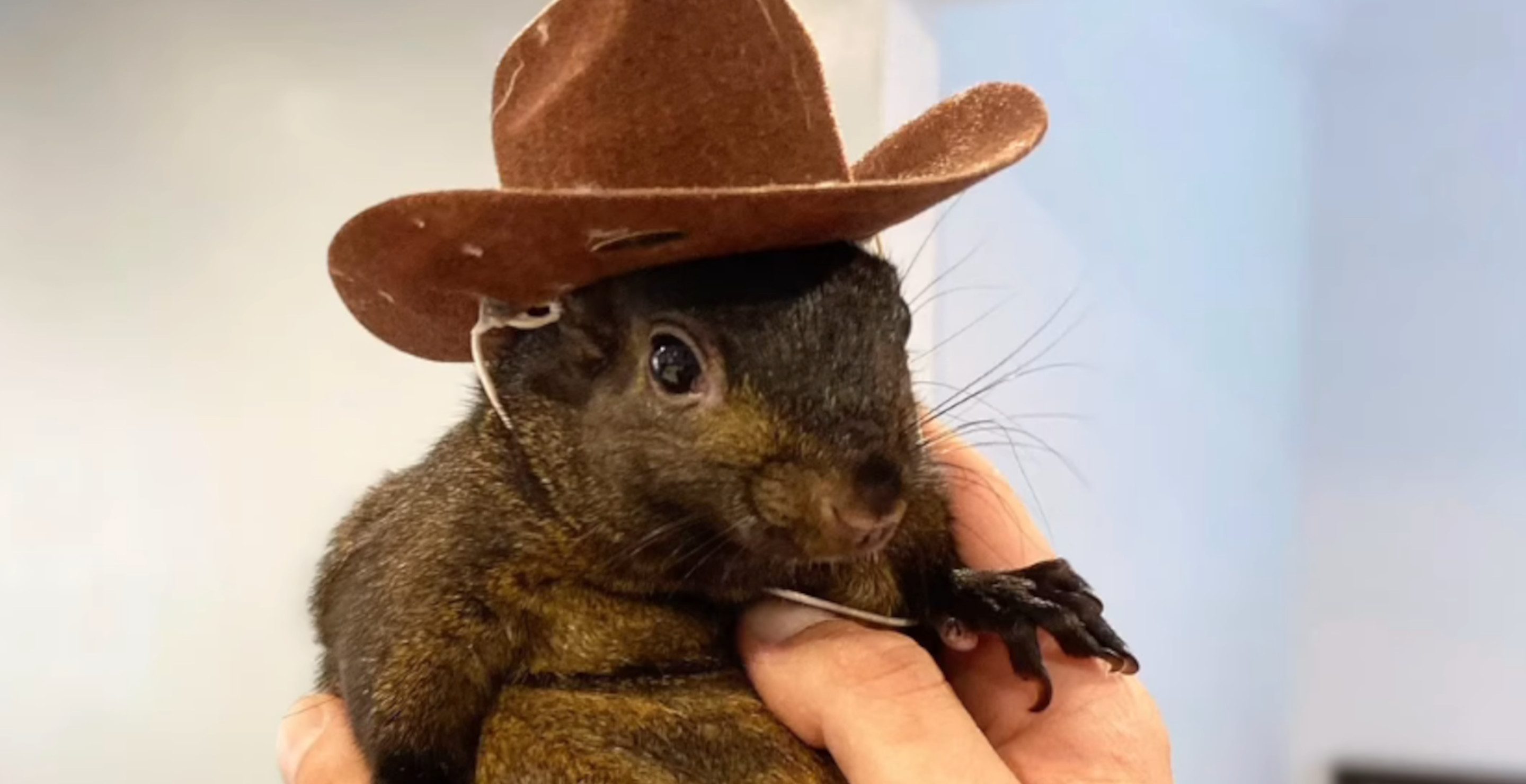 Internet Famous Peanut the Squirrel Euthanized After Being Seized