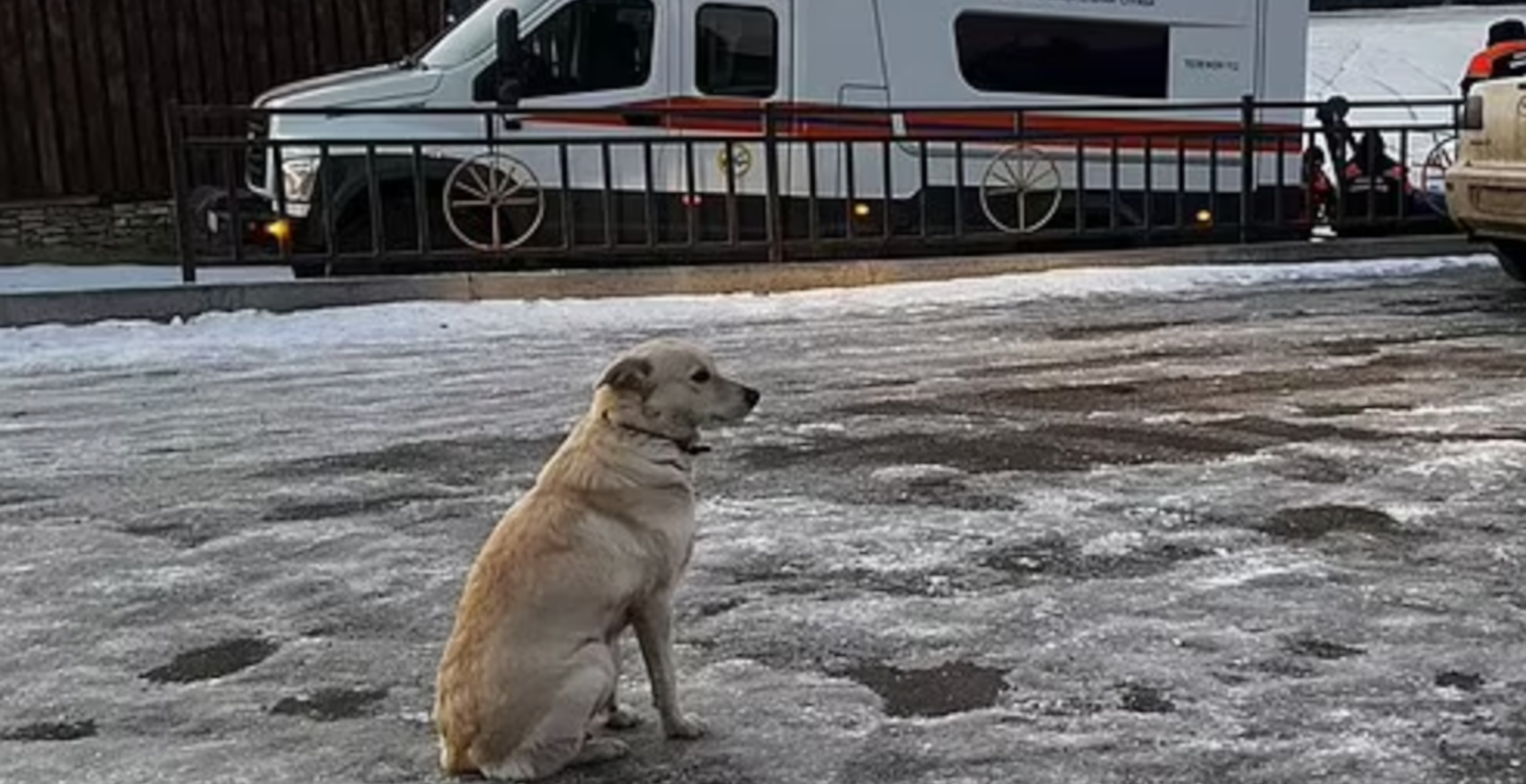 Loyal Dog Waits By River For Four Days Next To Spot Where Owner Fell Through Ice