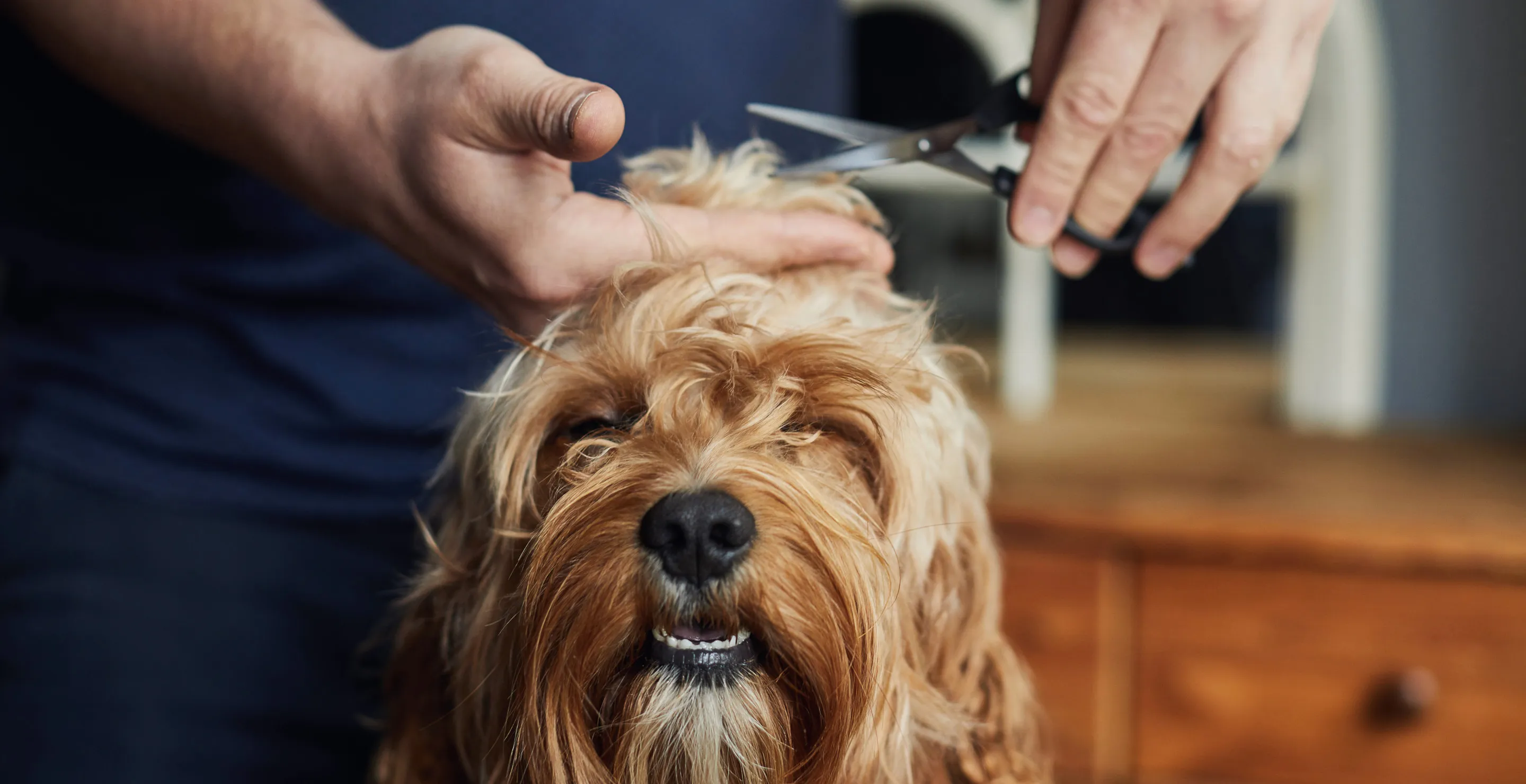 Man Facing Two Years In Prison After Leaving Bad Review For Dog Grooming Business