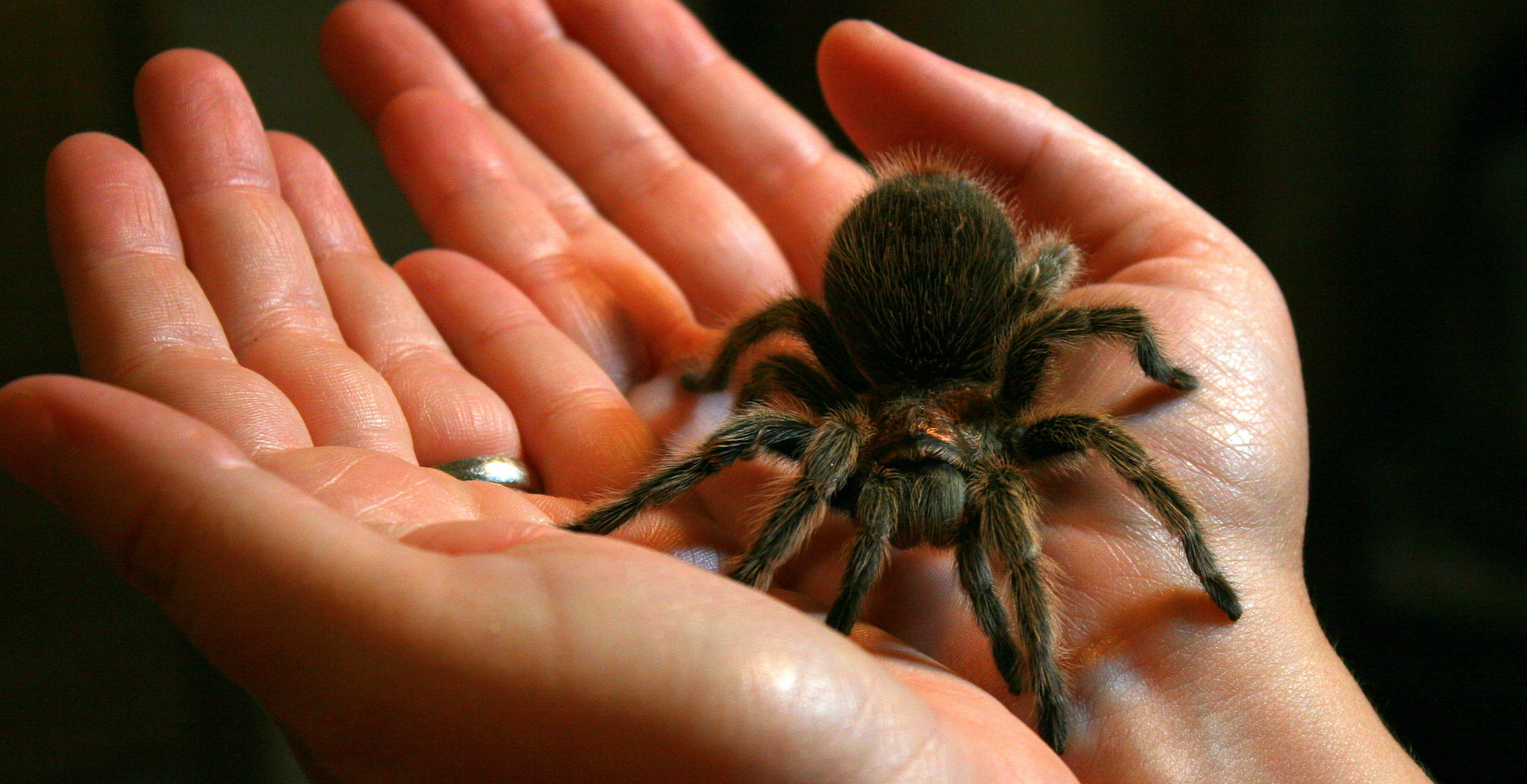 Man Straps 320 Tarantulas And 110 Centipedes To His Body To Try To Smuggle Them Out Of Peru