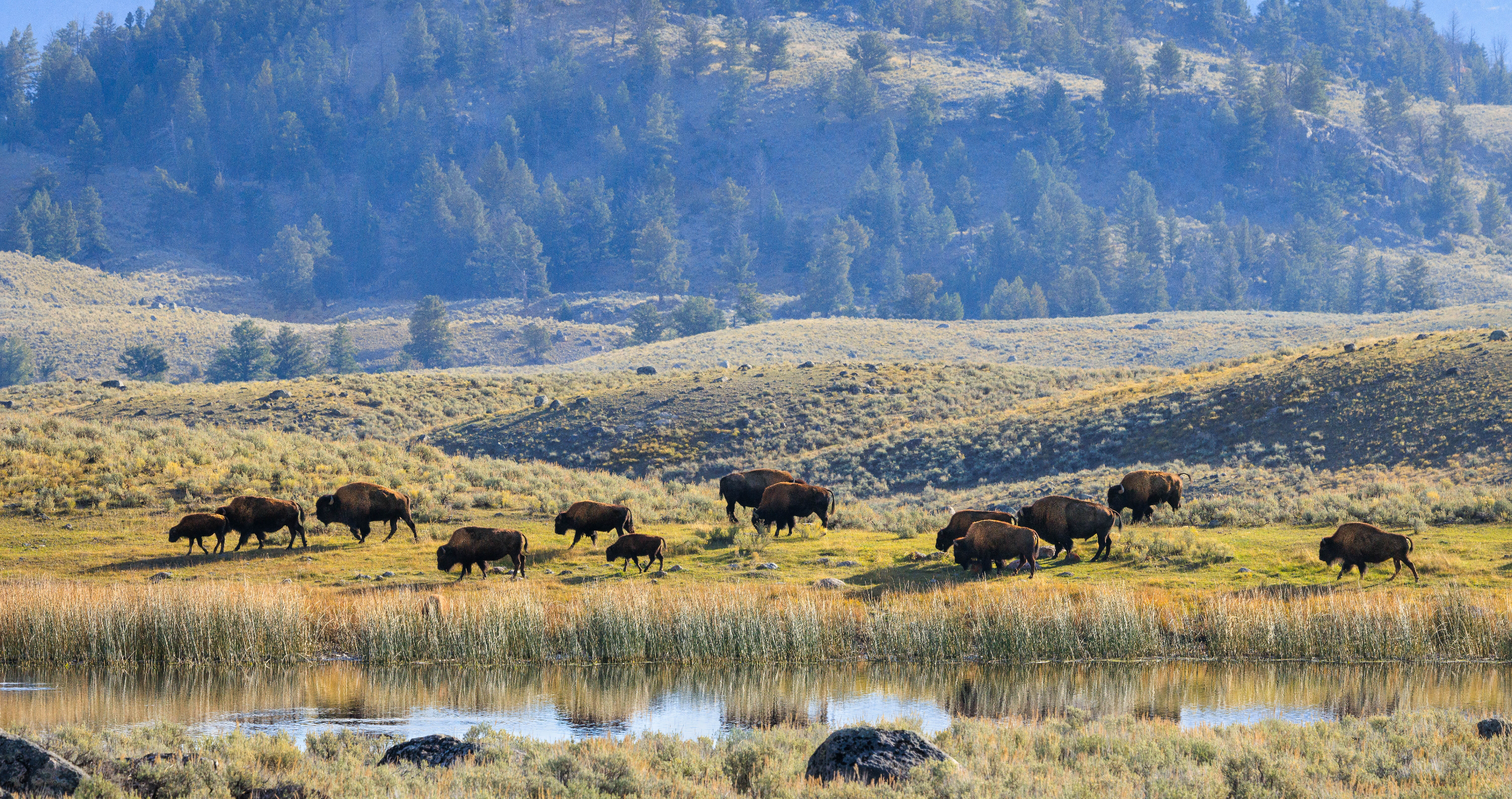 Man gets banned from Yellowstone National Park