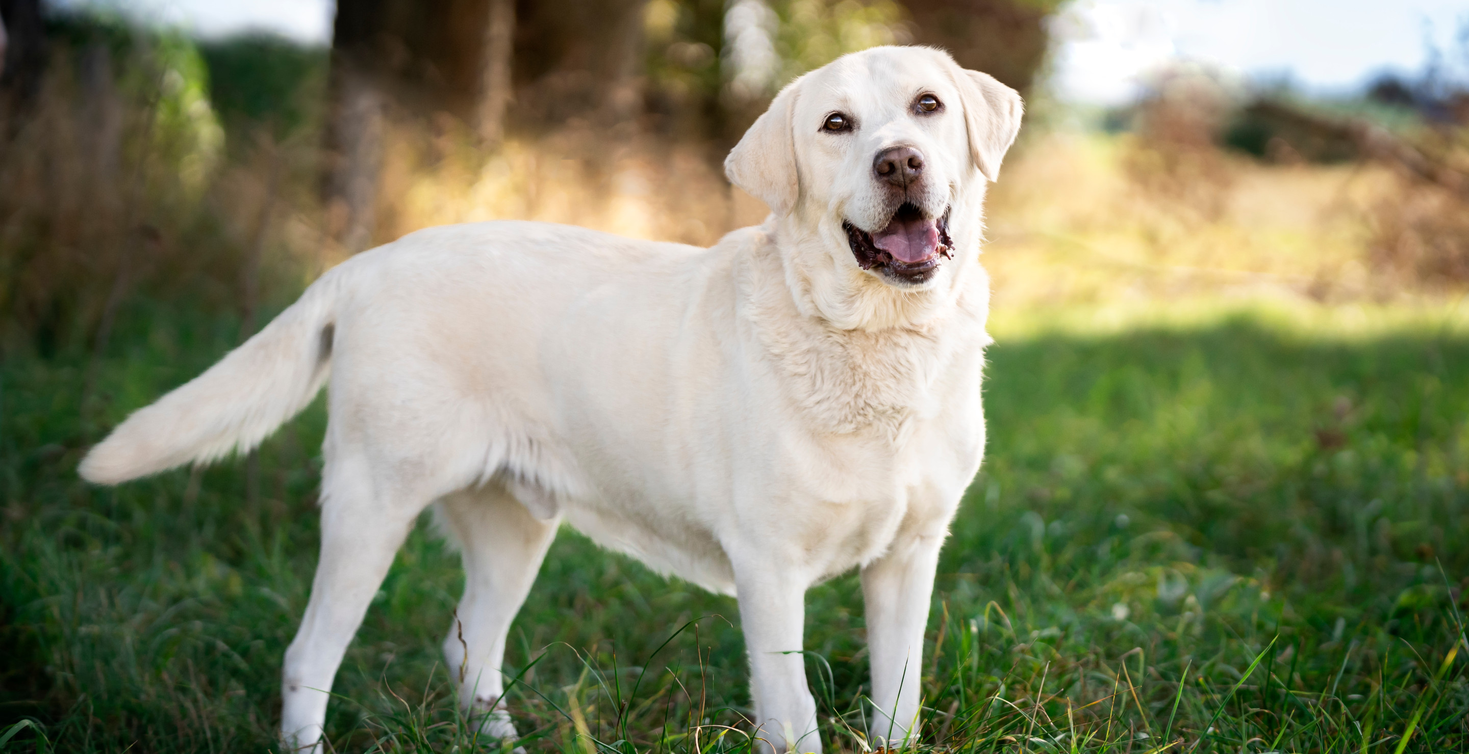 Miracle Dog, Named Whiskey the Labrador, Survives Deadly Plane Crash That Killed Pilot