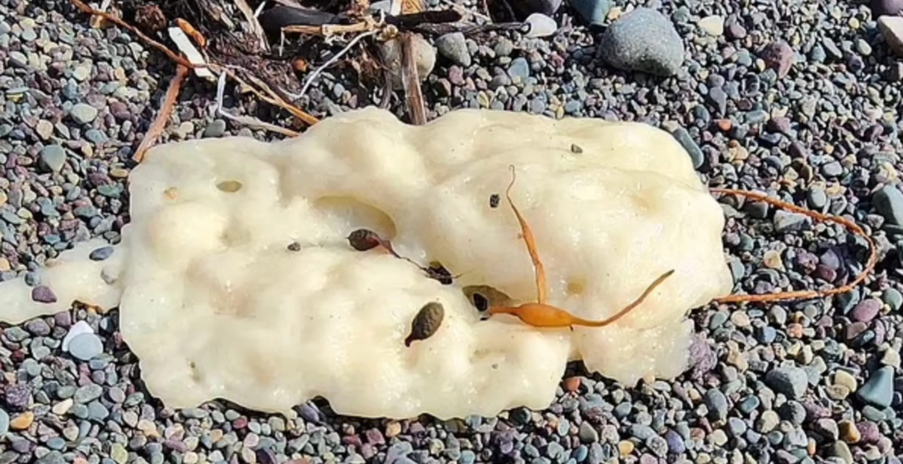 Mystery Of Strange White Blobs Appearing On Beach Finally Solved, According To Scientist