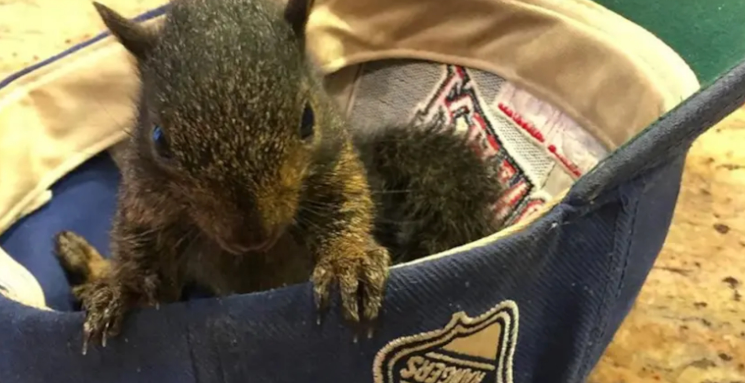 Peanut The Squirrel's Owner Has Theory On Who Ratted Them To Authorities