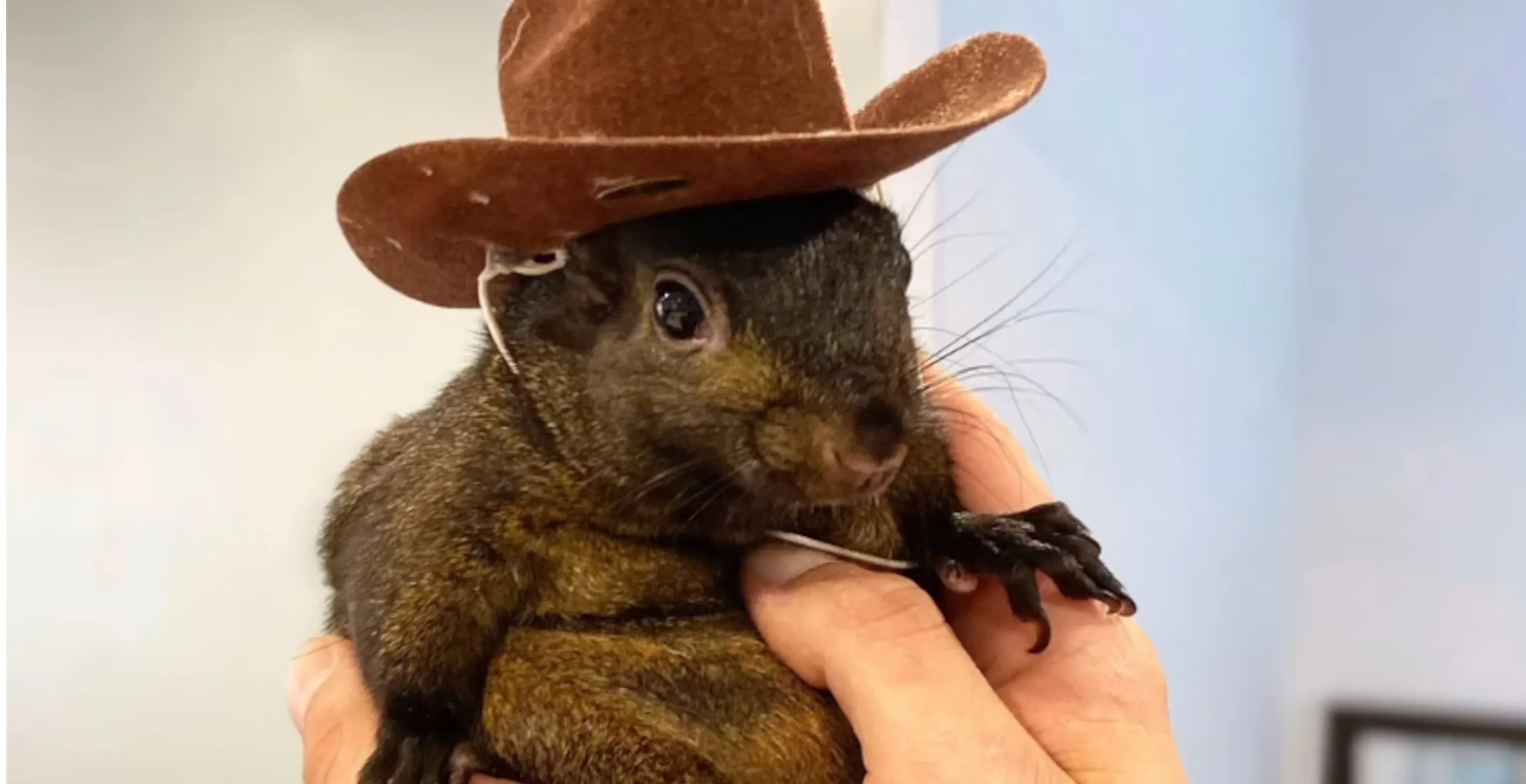 Peanut The Squirrel's Owner Shares Heartbreaking Video Of Happier Times After Viral Squirrel Euthanized