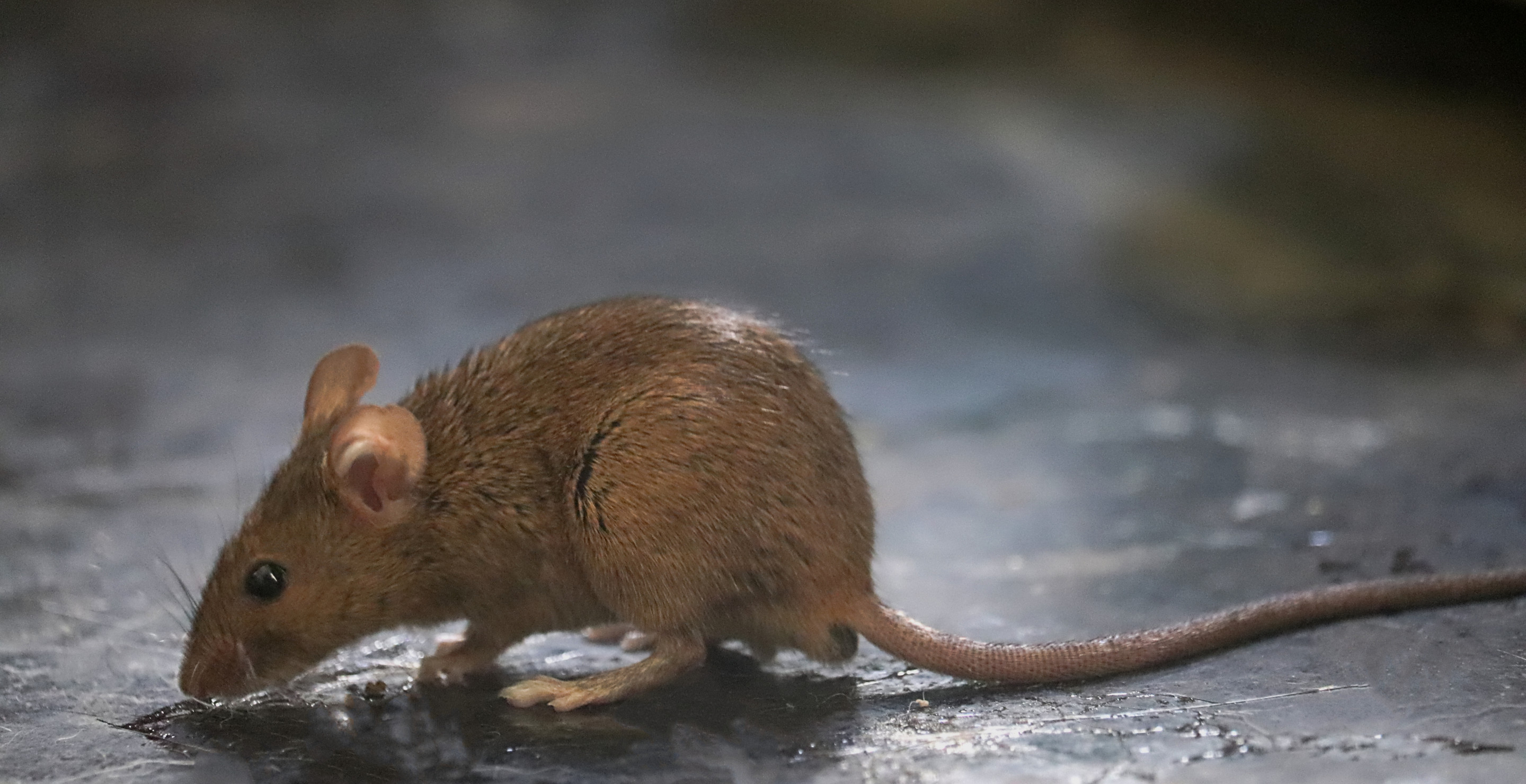 Pet Owner Calls For Help After Getting Overwhelmed With Over Thousand Mice Breeding Out Of Control