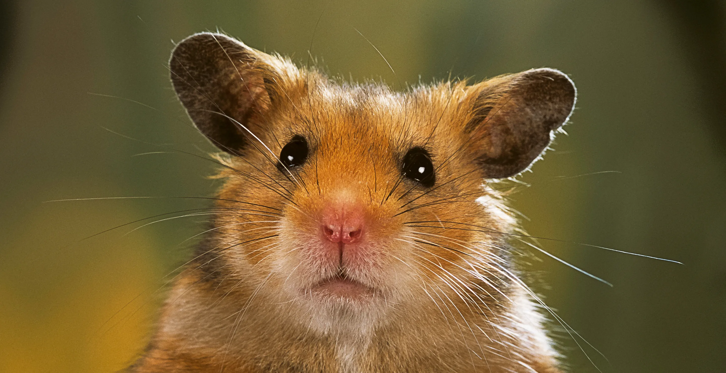 Plane Grounded For Five Days After 130 Hamsters Break Free From Their Cages In Cargo Hold