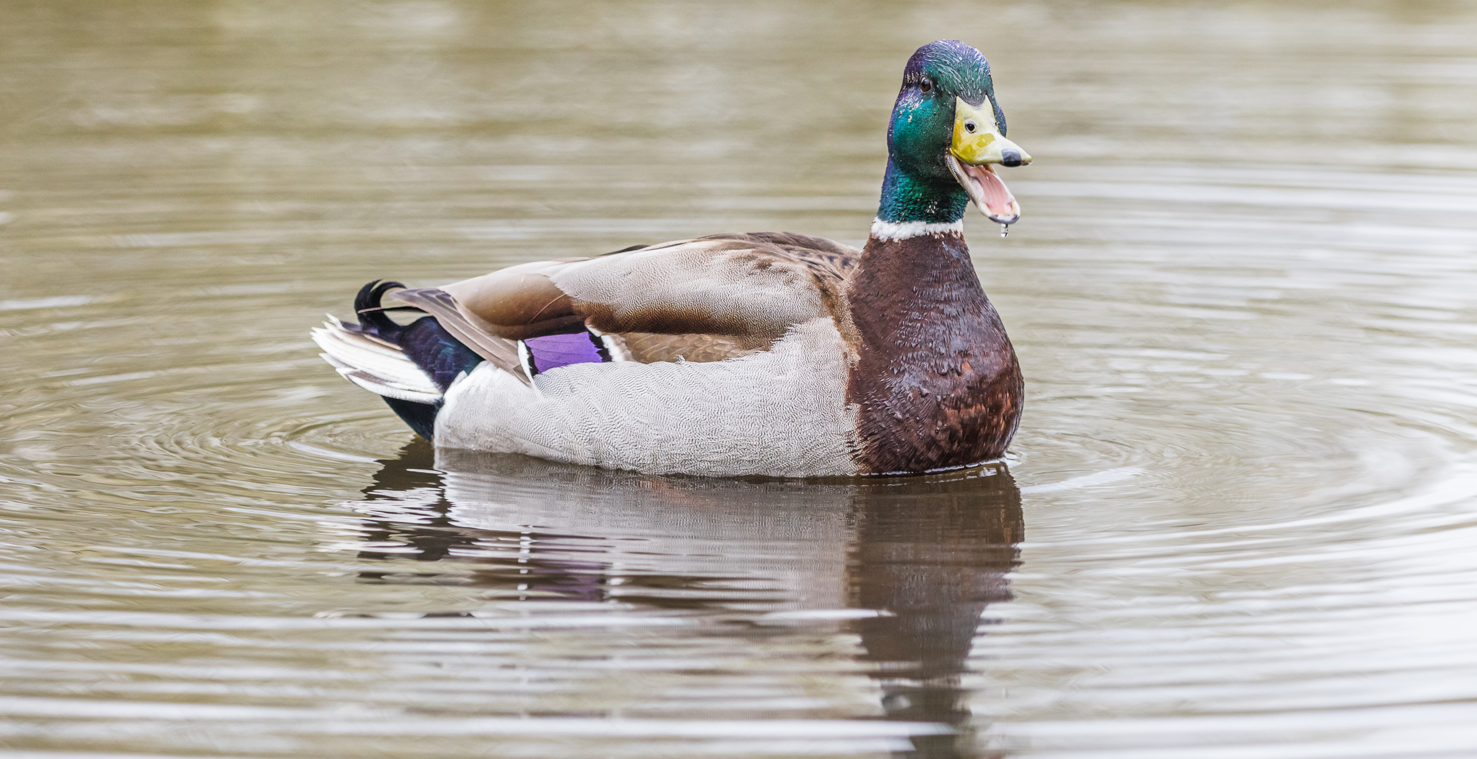 Researchers Create Duck Drones From The Bodies Of Dead Ducks