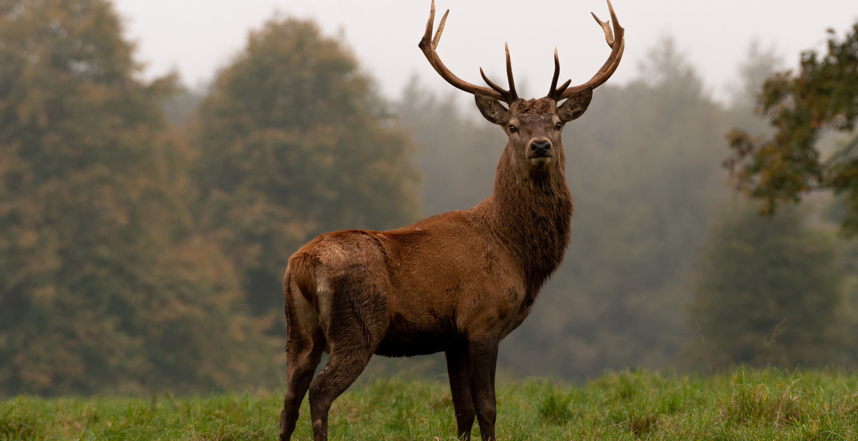 Right On Target: Hunter, Left Completely Blind After Archery Accident, Takes Down Buck