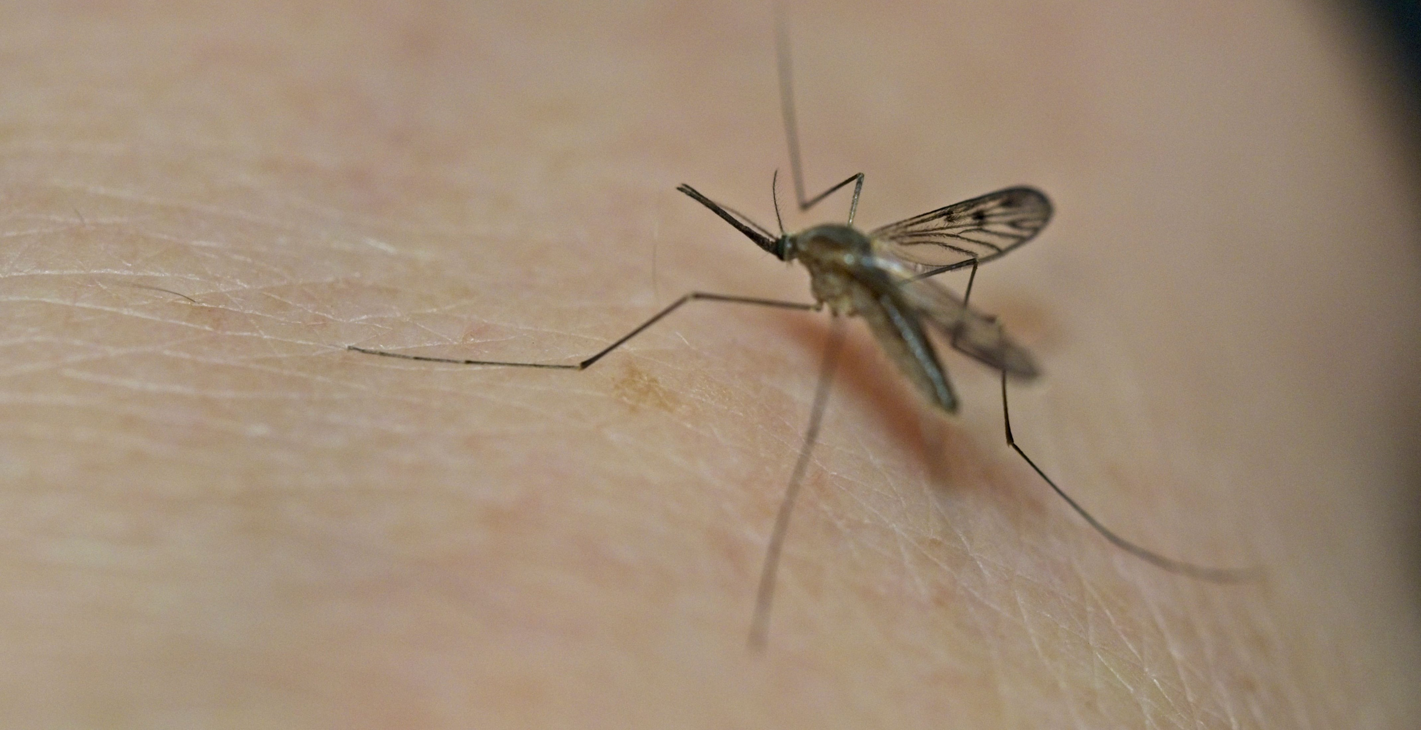 Scientists Are Making Mosquitos Deaf To Stop Them From Mating