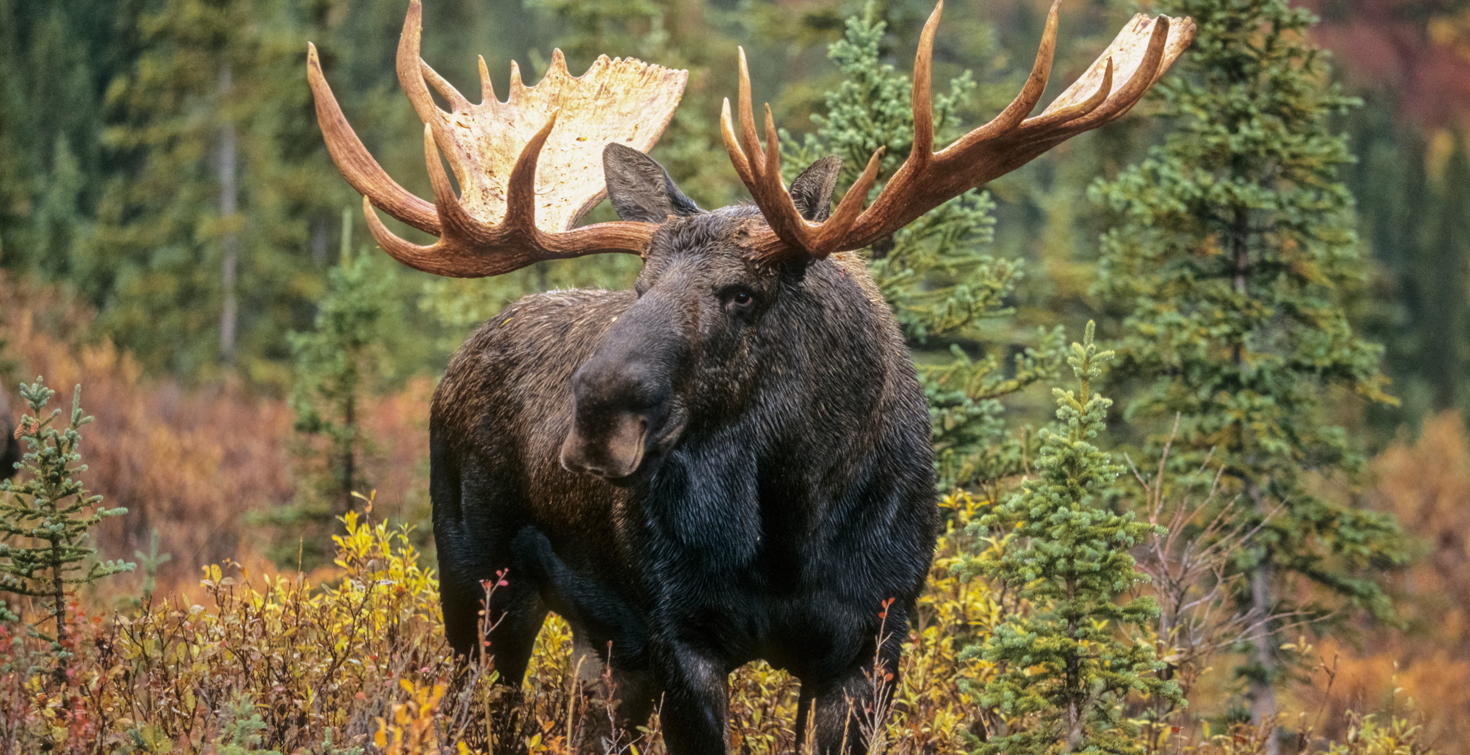 Shocking Moment A Wounded Elk Turns Table On Hunter And Stops Him Nearly To Death