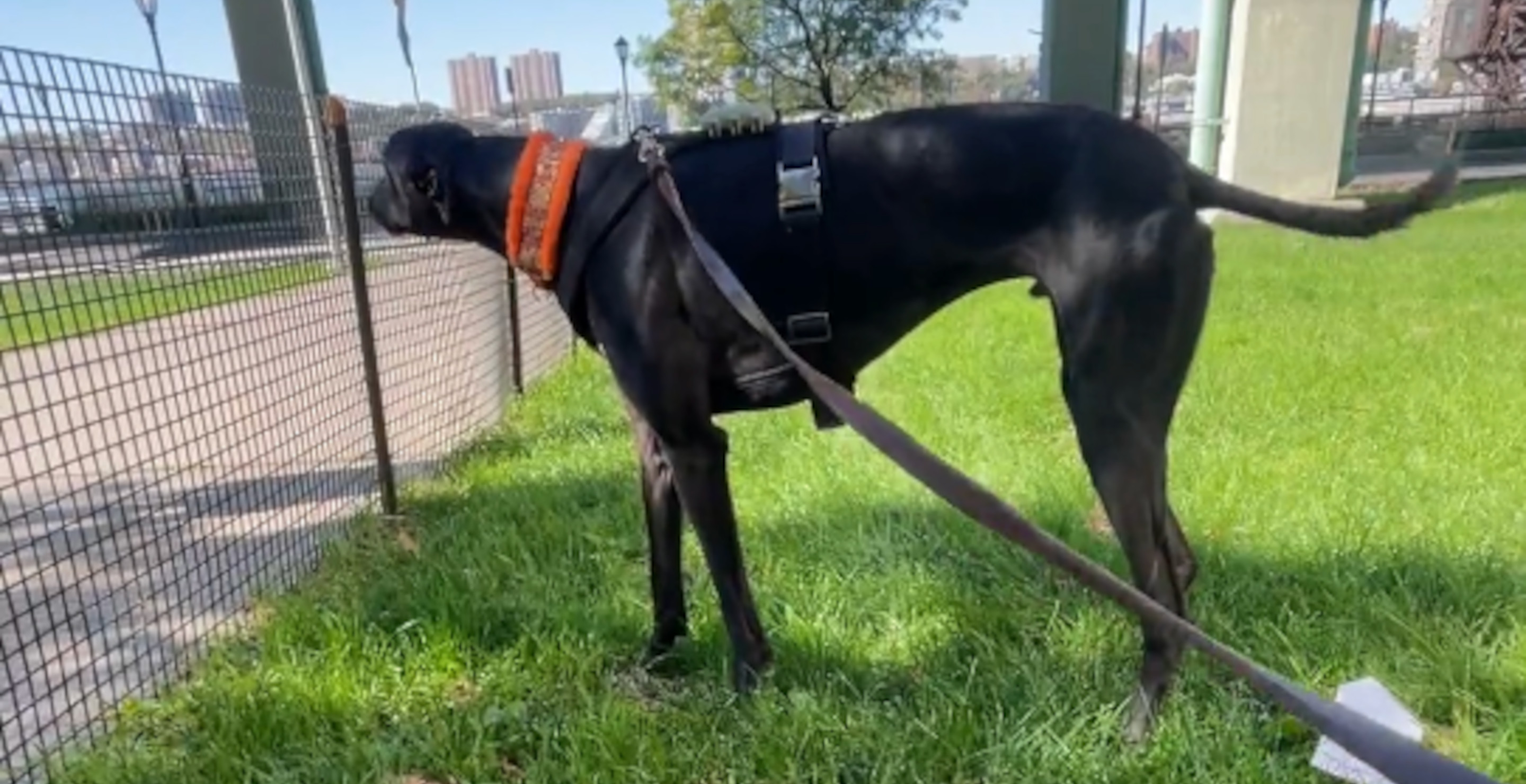 Shocking Moment That Woman Throws Coffee On Internet Famous Dog Influencer