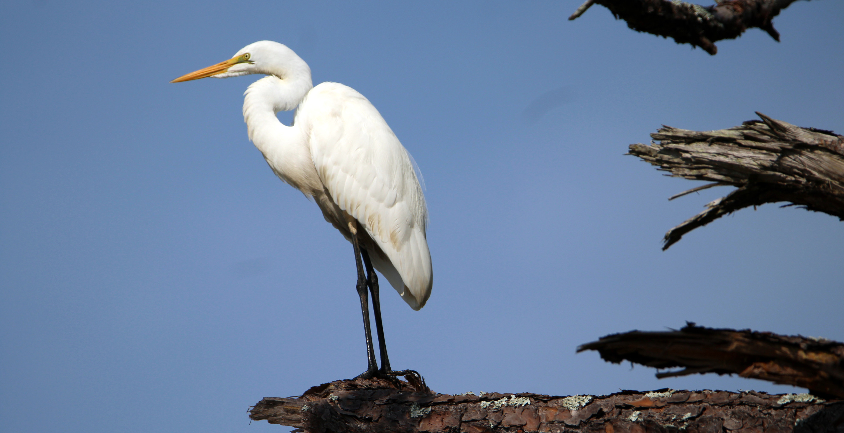 Sickening Moment A California Man Stones A Beloved Wild Bird To Death