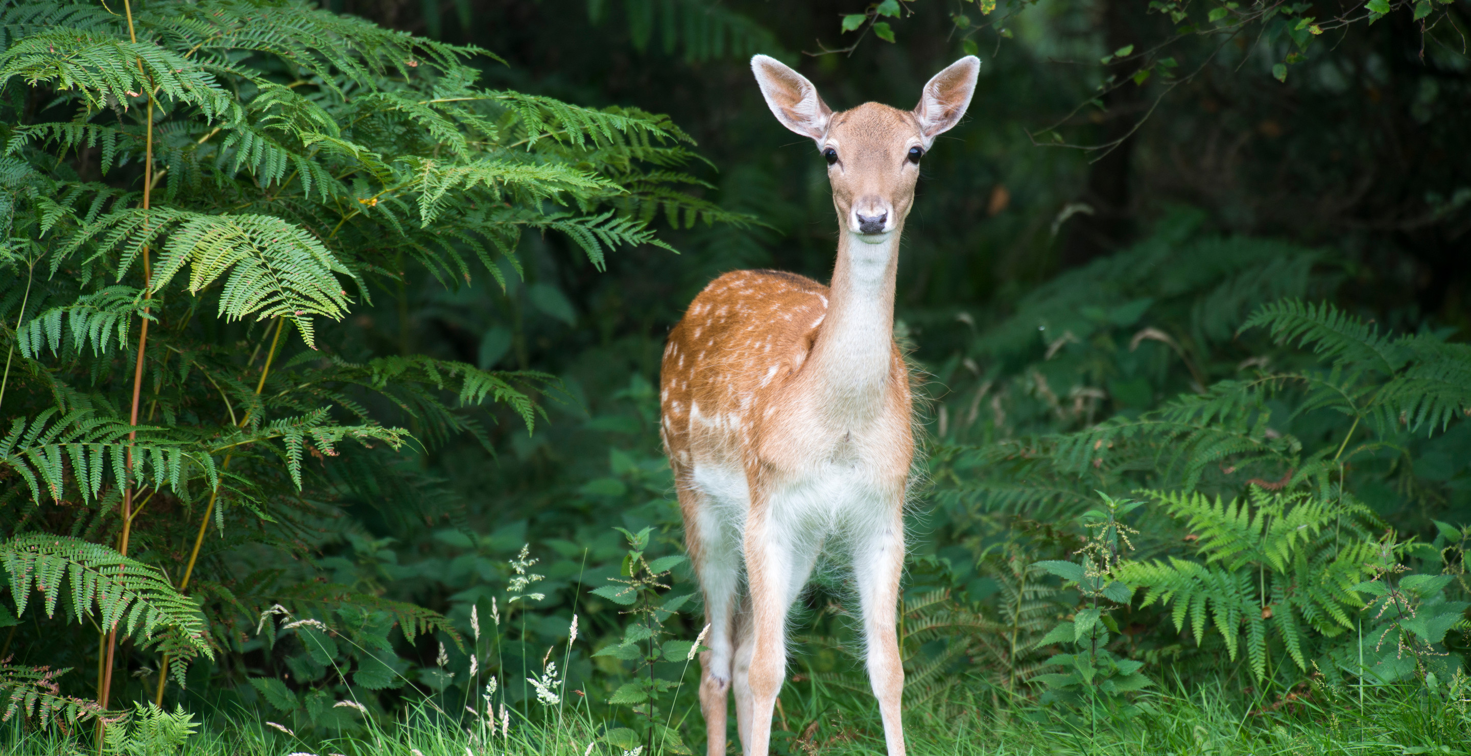 South Carolina Hunter Shot And Killed Woman He Thought Was A Deer