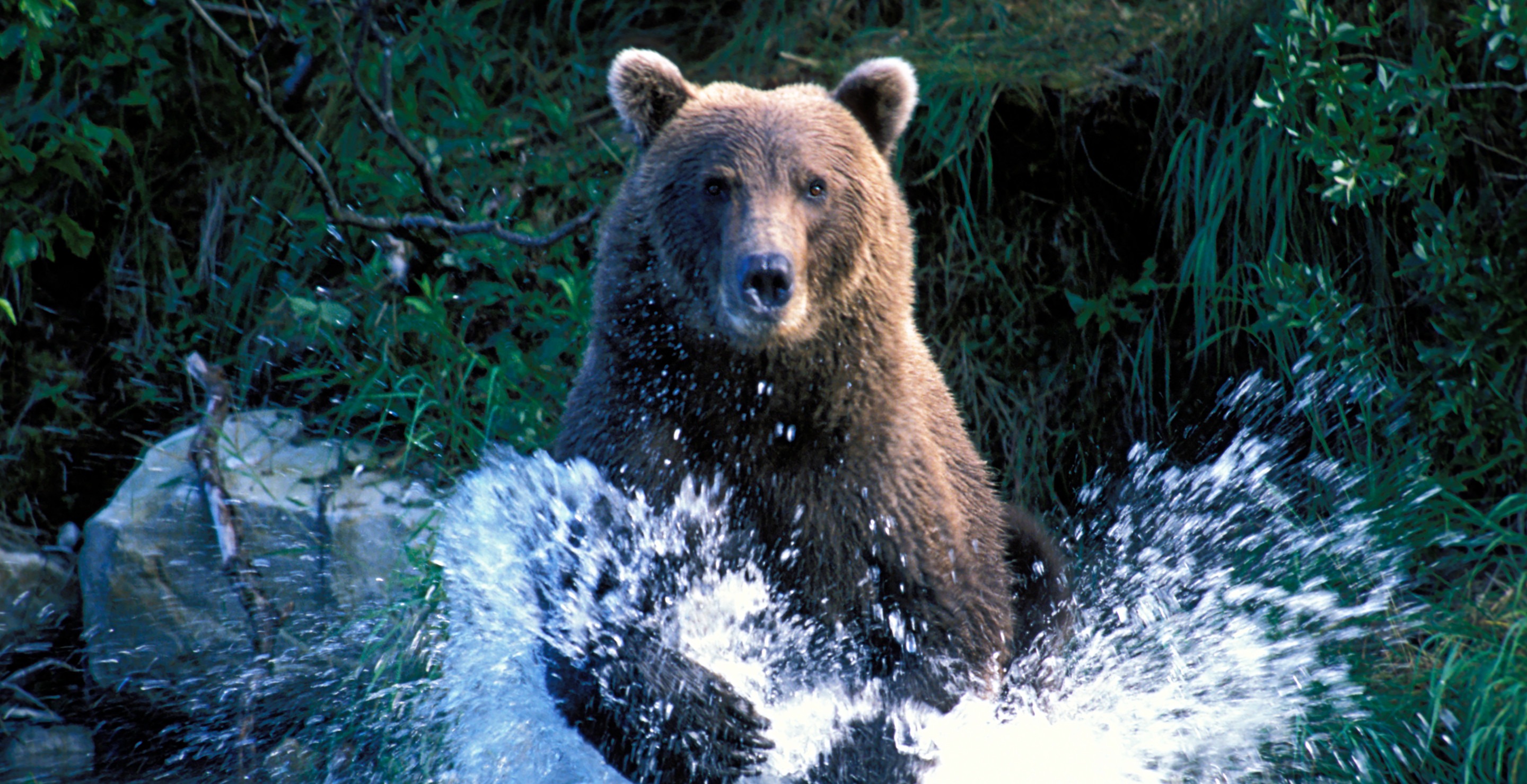 The Only Thing Standing Between Father And Son And Angry Grizzly Was A 10 MM Pistol