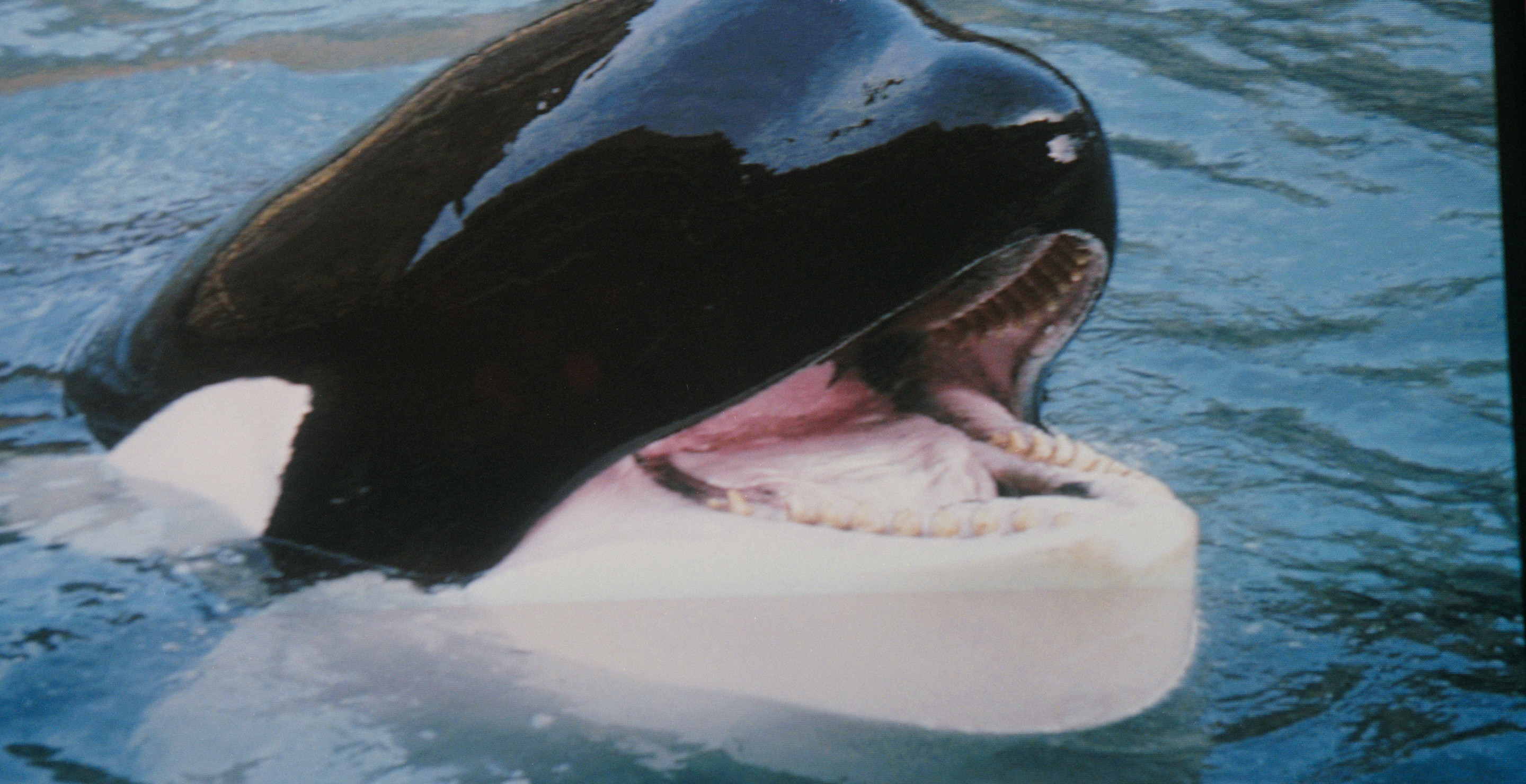 The True Story Of The Whale On 'Free Willy' Was Wilder Than The Movie And Even More Inspirational