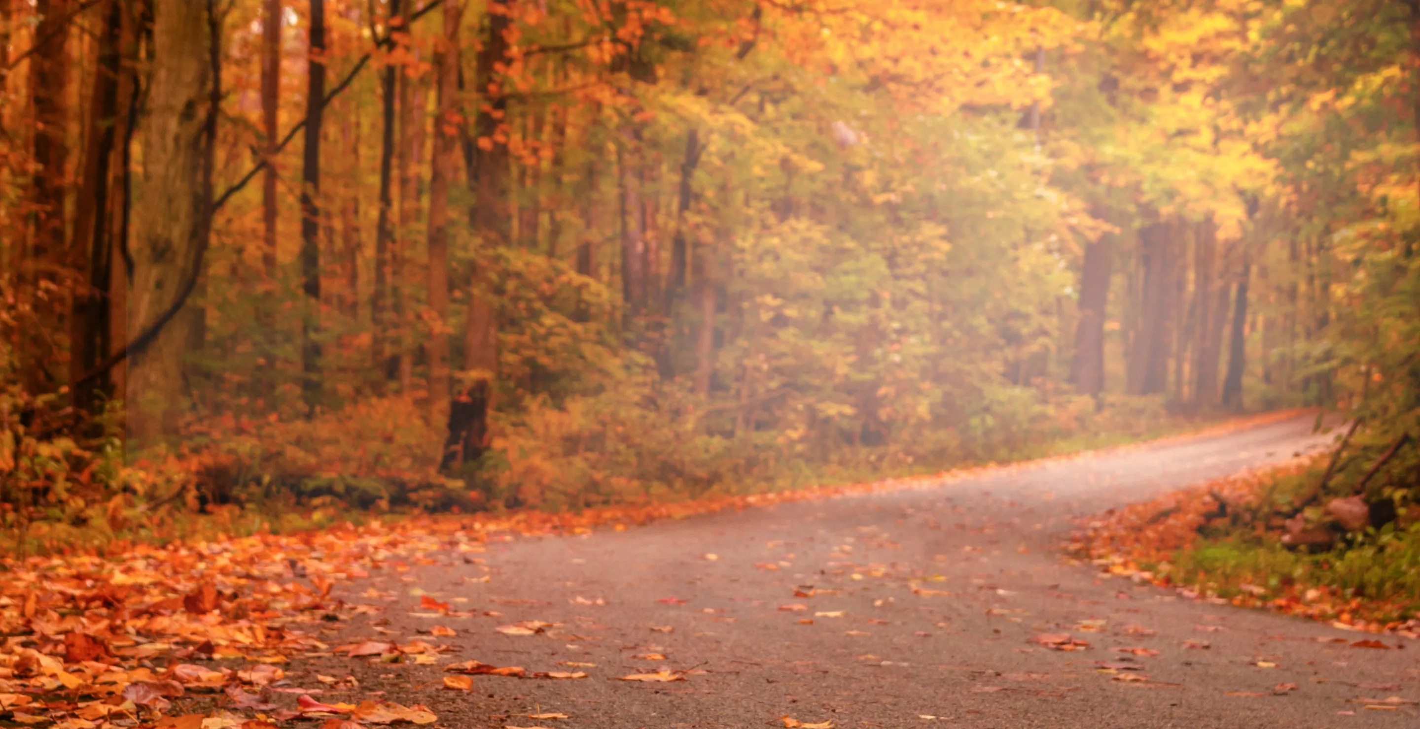 Traveler, Who Visited 35 National Parks, Reveals Best Place To See Fall Leaves