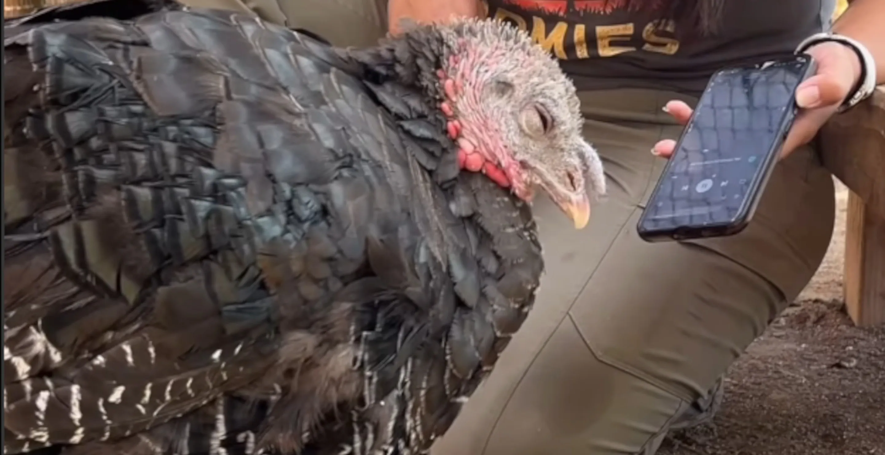 Turkey Vibing Out To Taylor Swift Is The Wildest Thing I've Seen Today And Perfect Way To Kick Off Thanksgiving