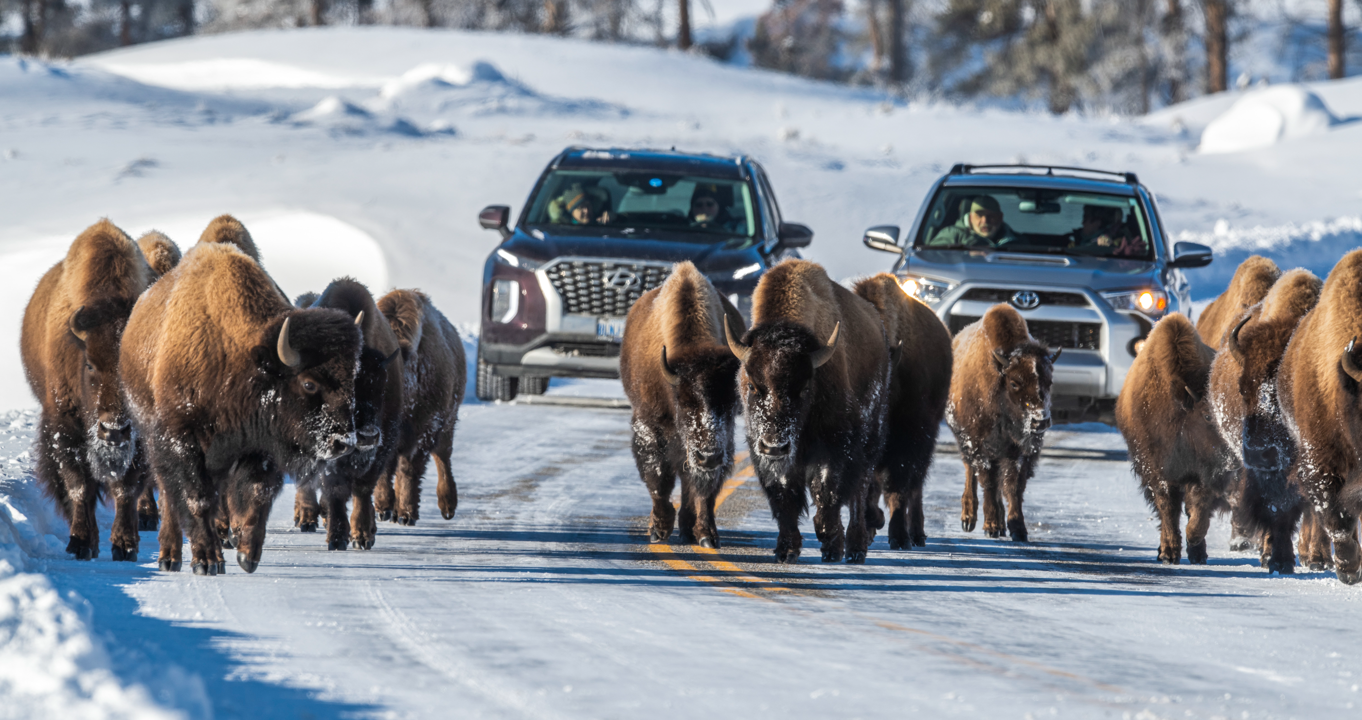 bison get too close for comfort at Yellowstone National Park