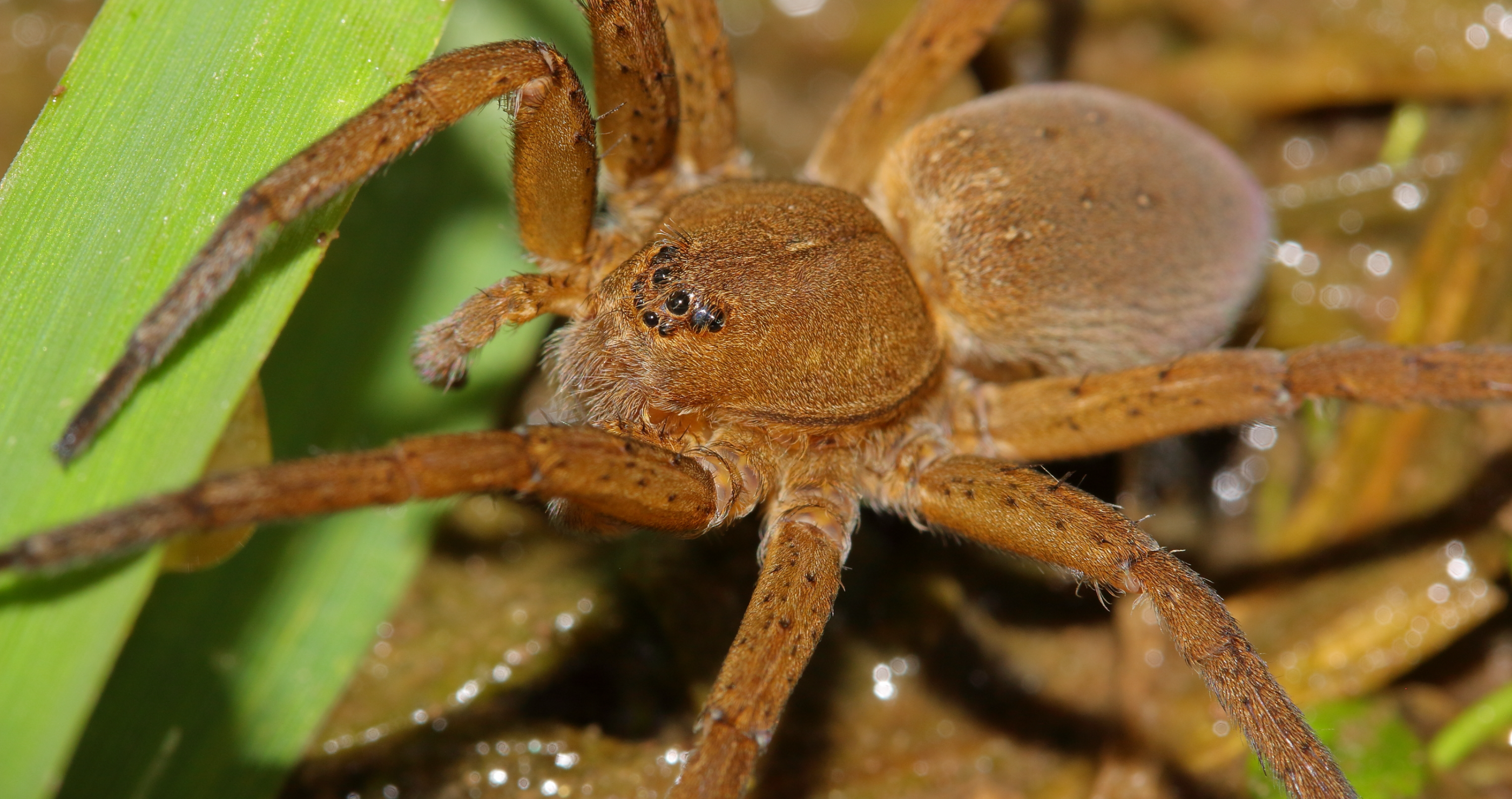 fen raft spider zoo releases giant spiders