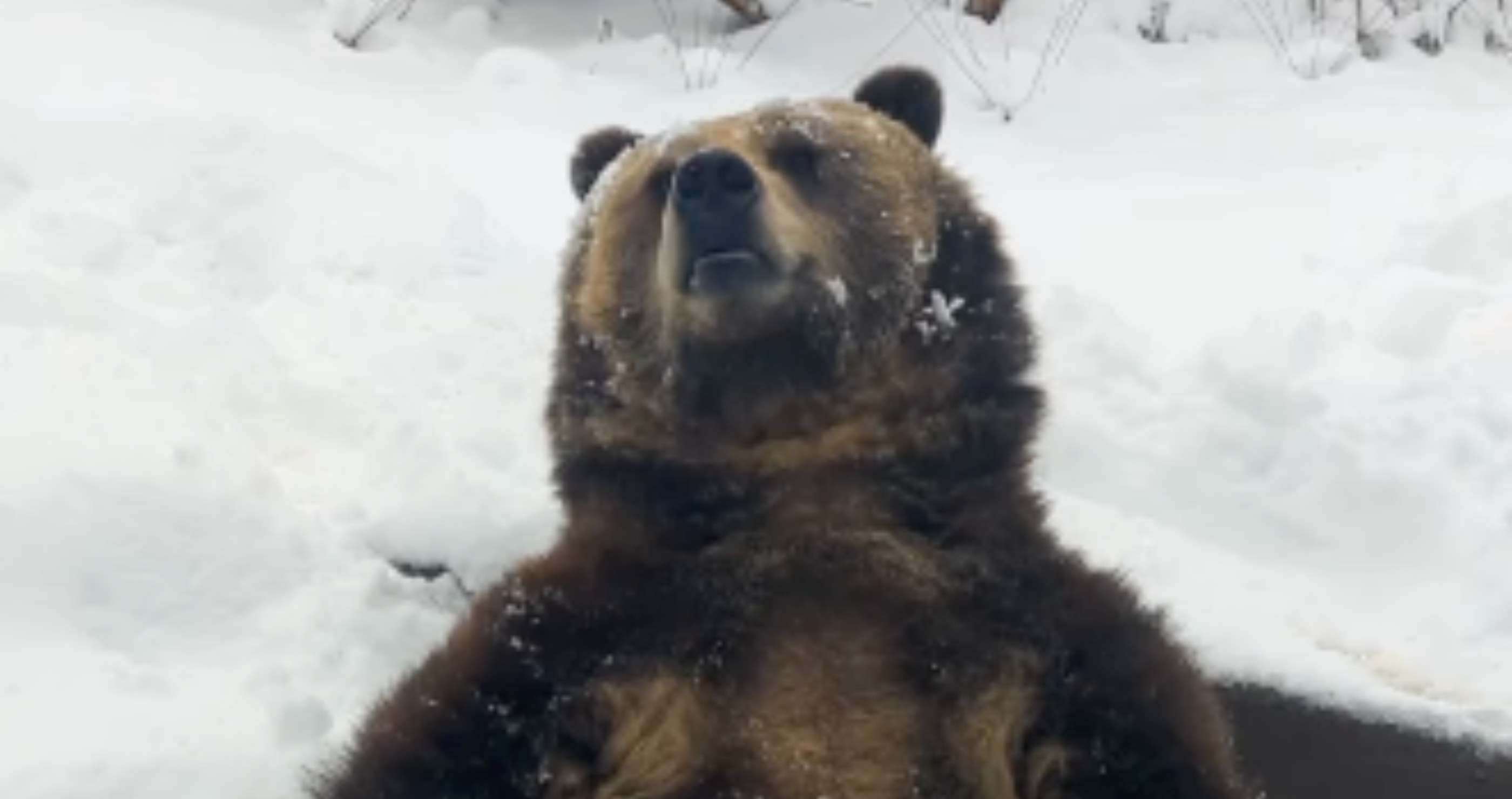 grizzly bear has very human reaction to seeing snowflakes