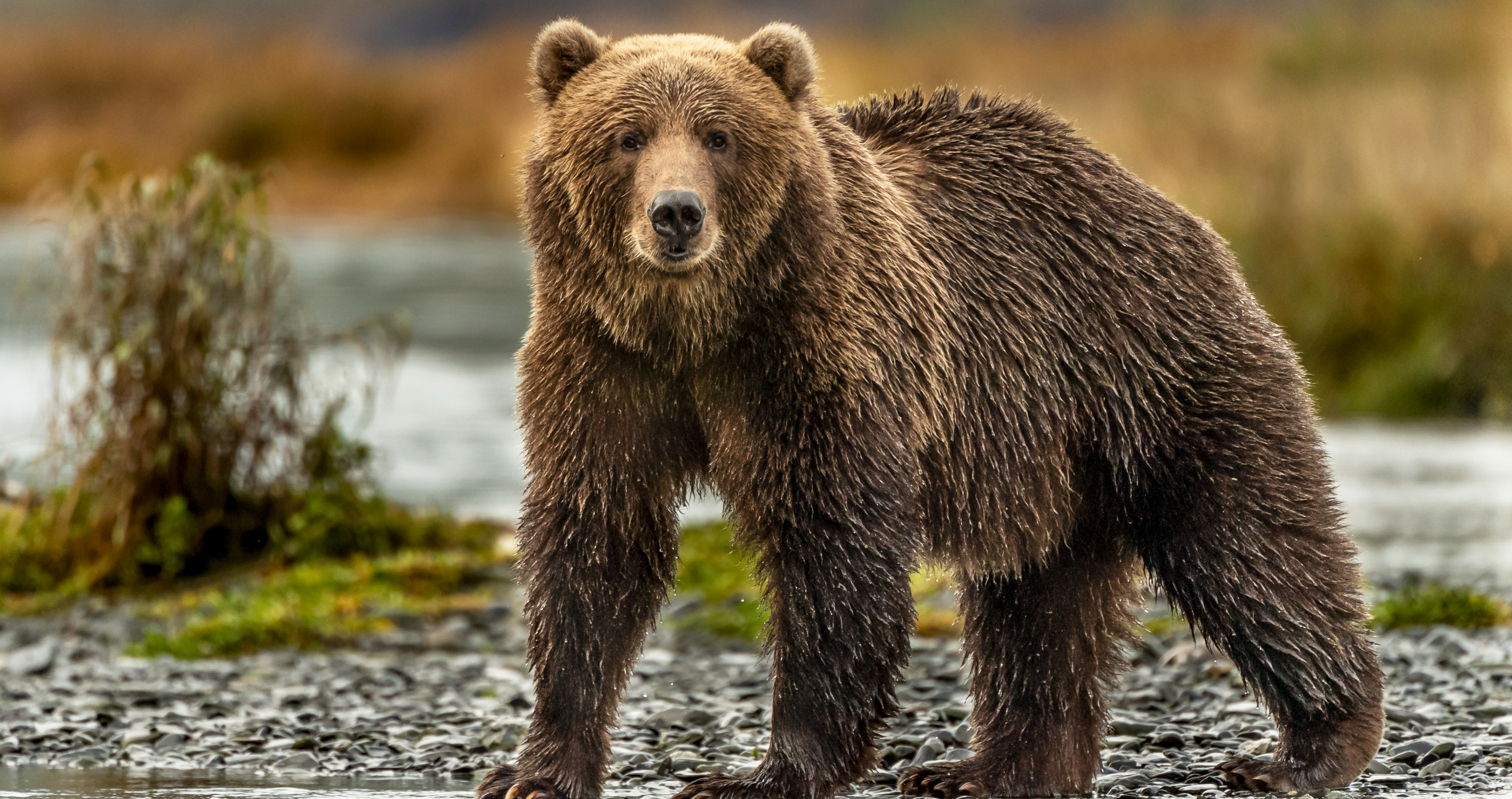 hiking guide has close encounter with grizzly bear