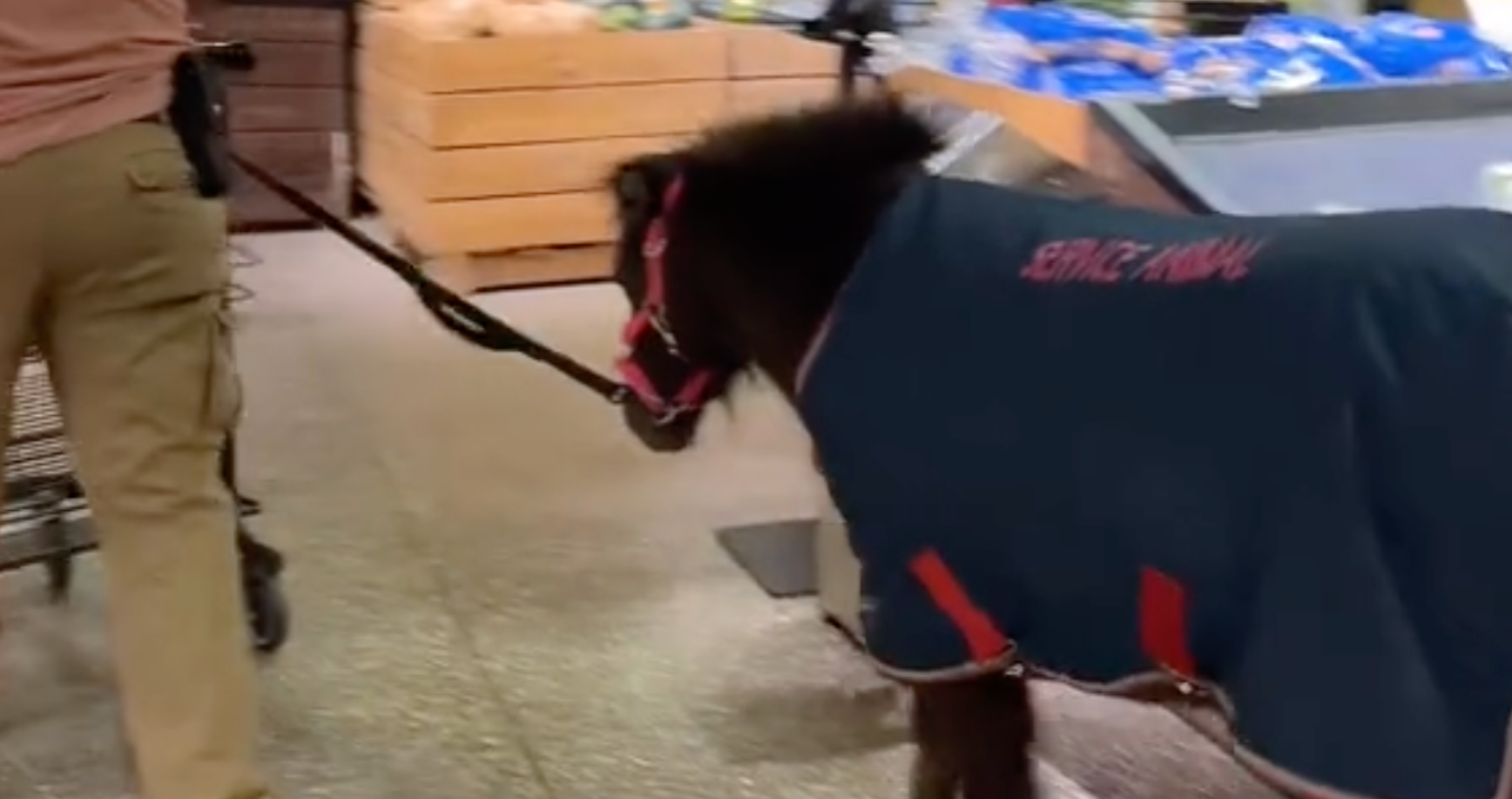 horse goes wild in New Jersey grocery store