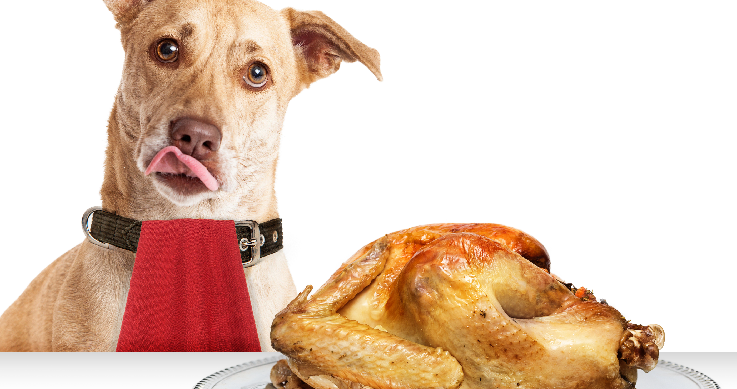 how to tell which Thanksgiving food is safe for dogs