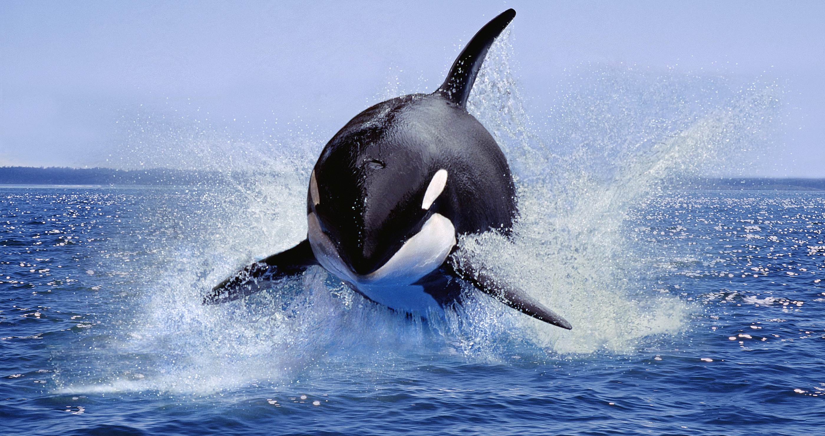 orca launches 20 feet into the air