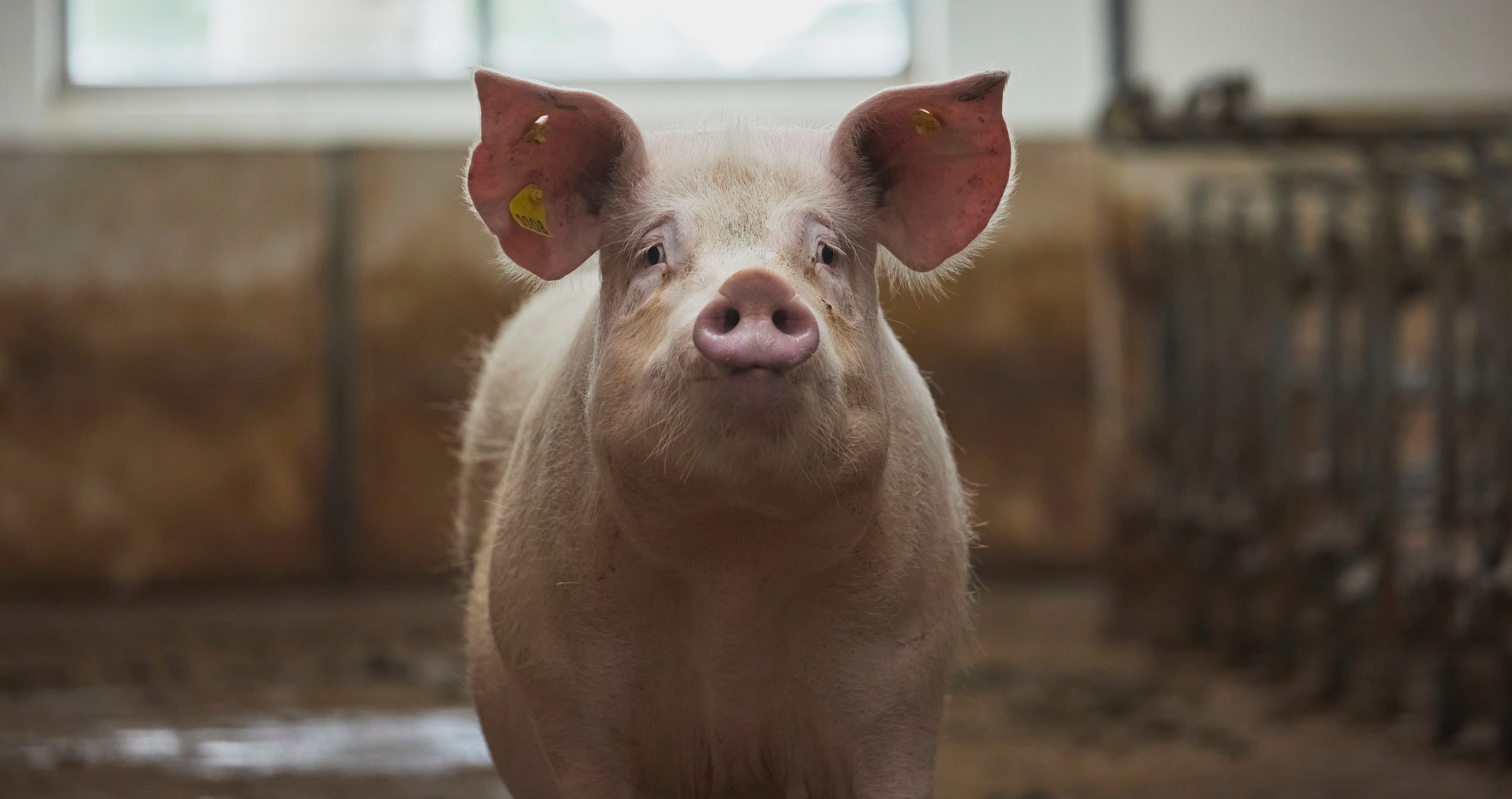 pig gets drunk on beer